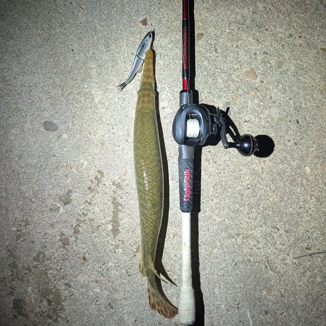 recently logged catches