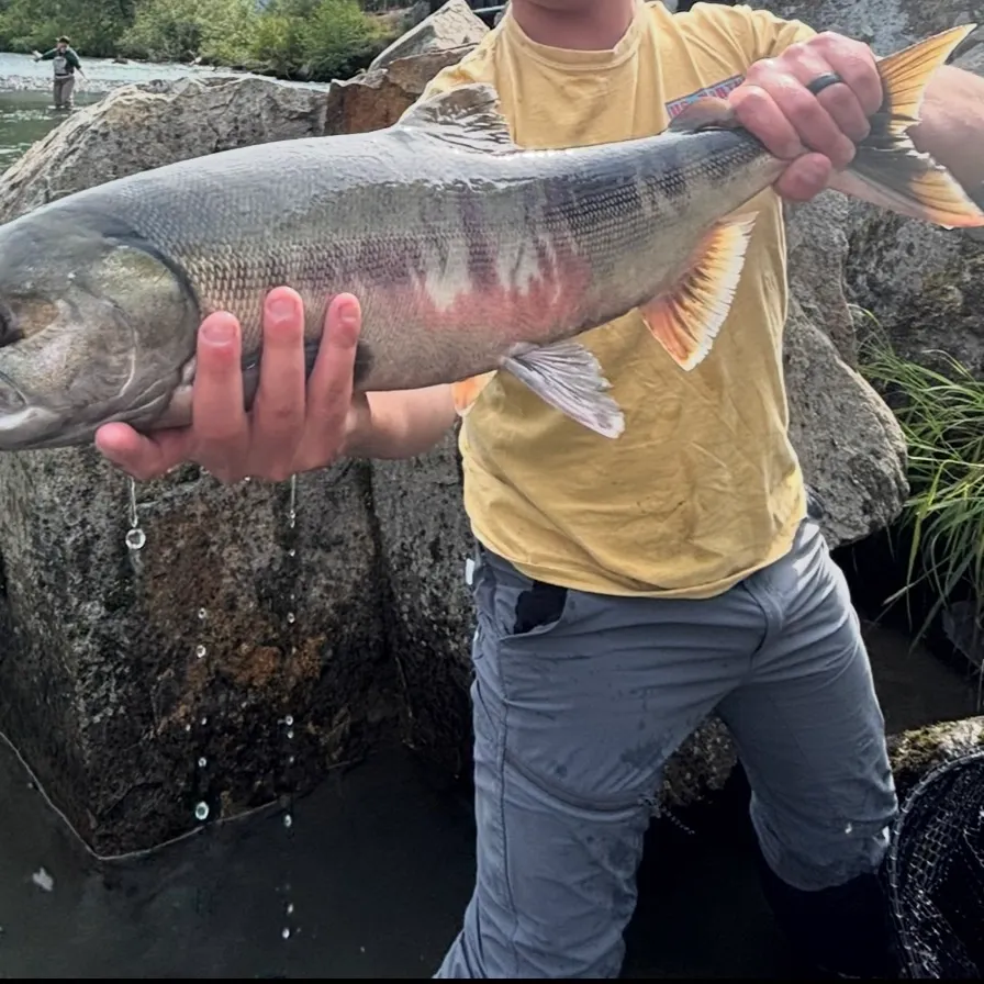 The most recent Chum salmon catches on Fishbrain