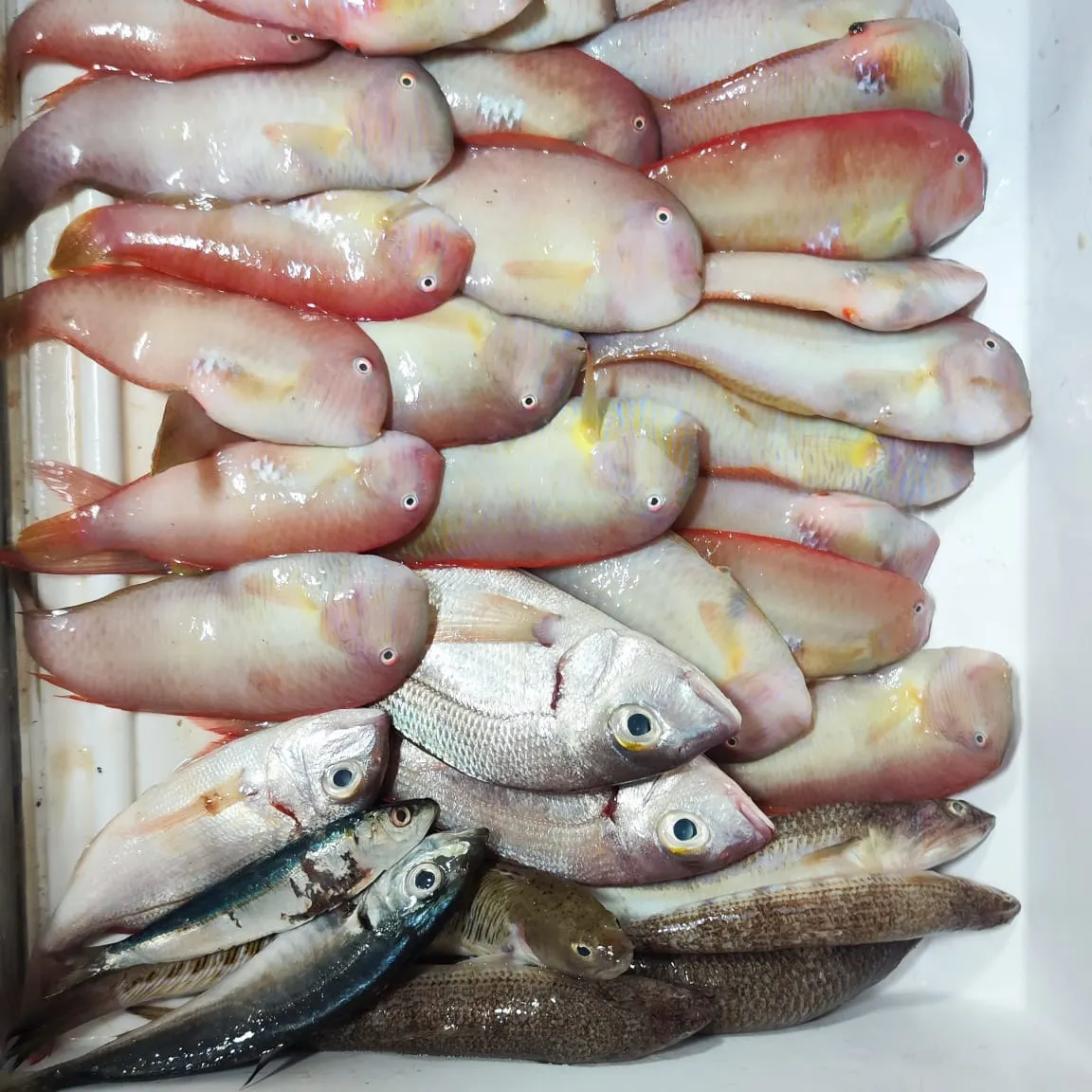 The most recent Pearly razorfish catches on Fishbrain