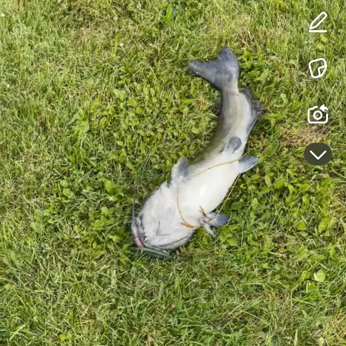 The most recent White bullhead catches on Fishbrain