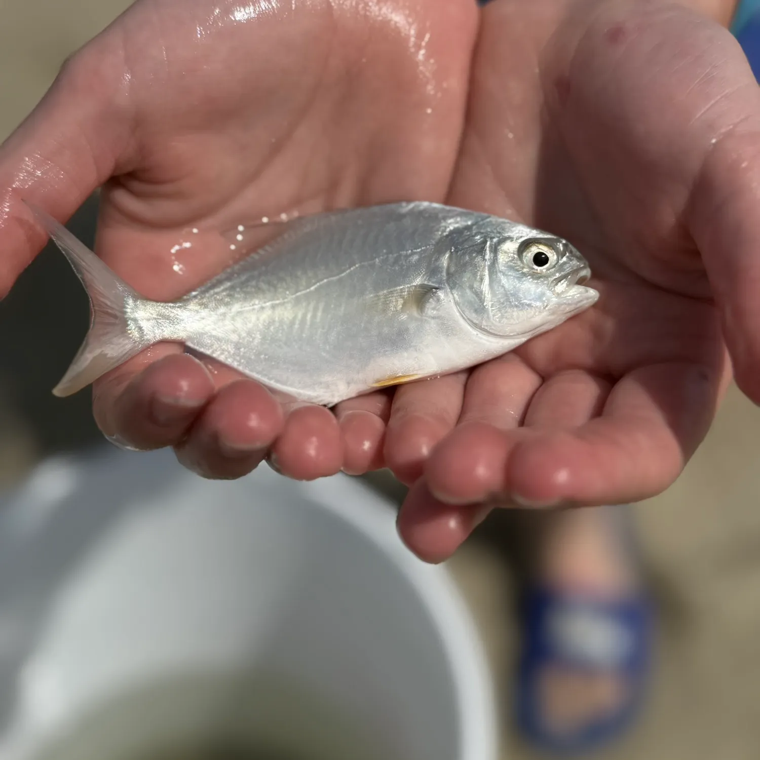 The most recent Southern pompano catches on Fishbrain