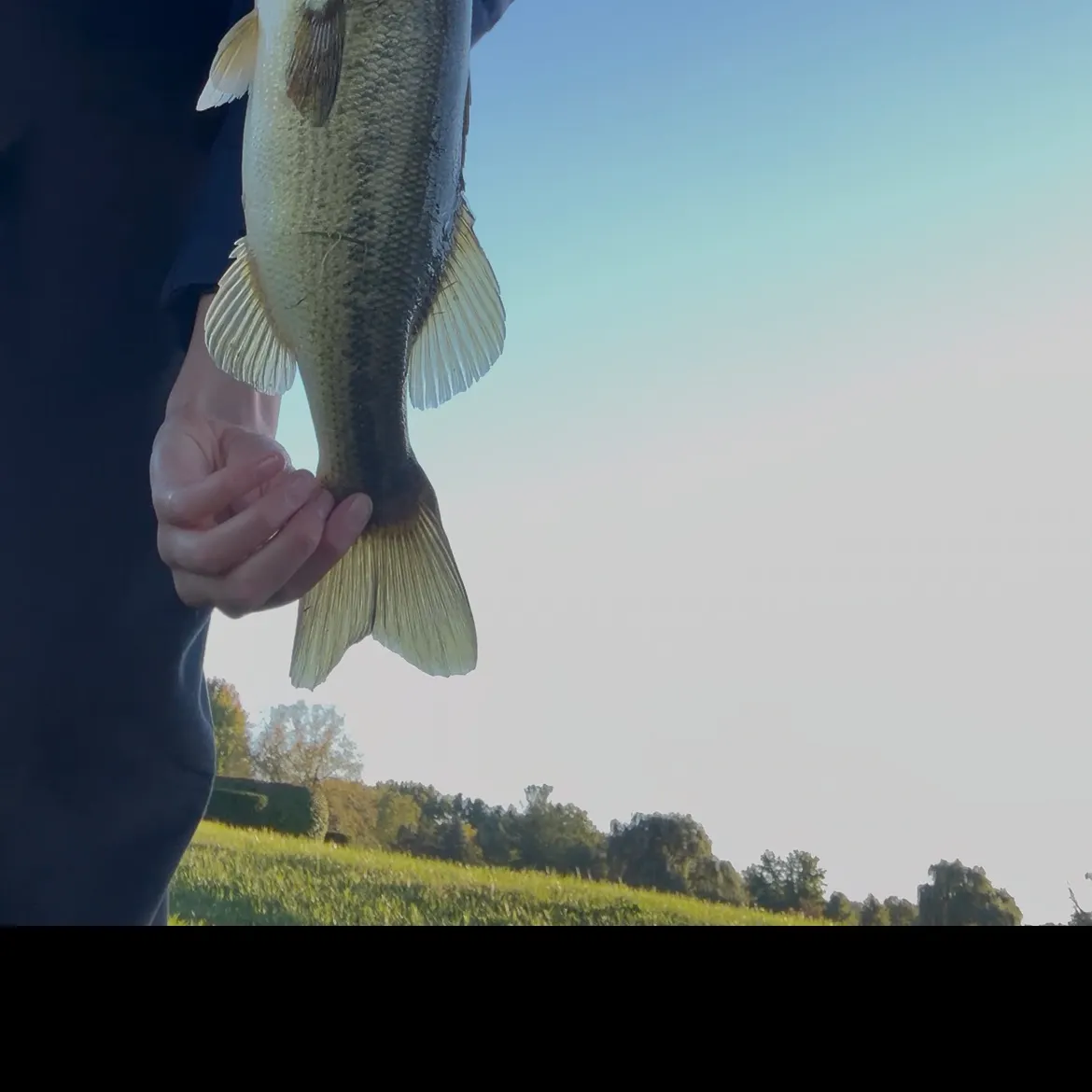 Largemouth bass caught on Fishbrain