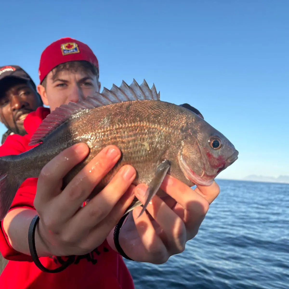 Goldlined seabream caught on Fishbrain