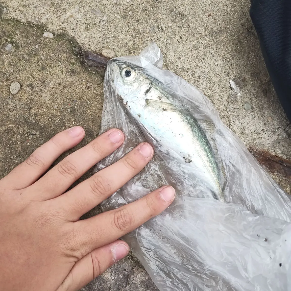 The most recent Mediterranean horse mackerel catches on Fishbrain