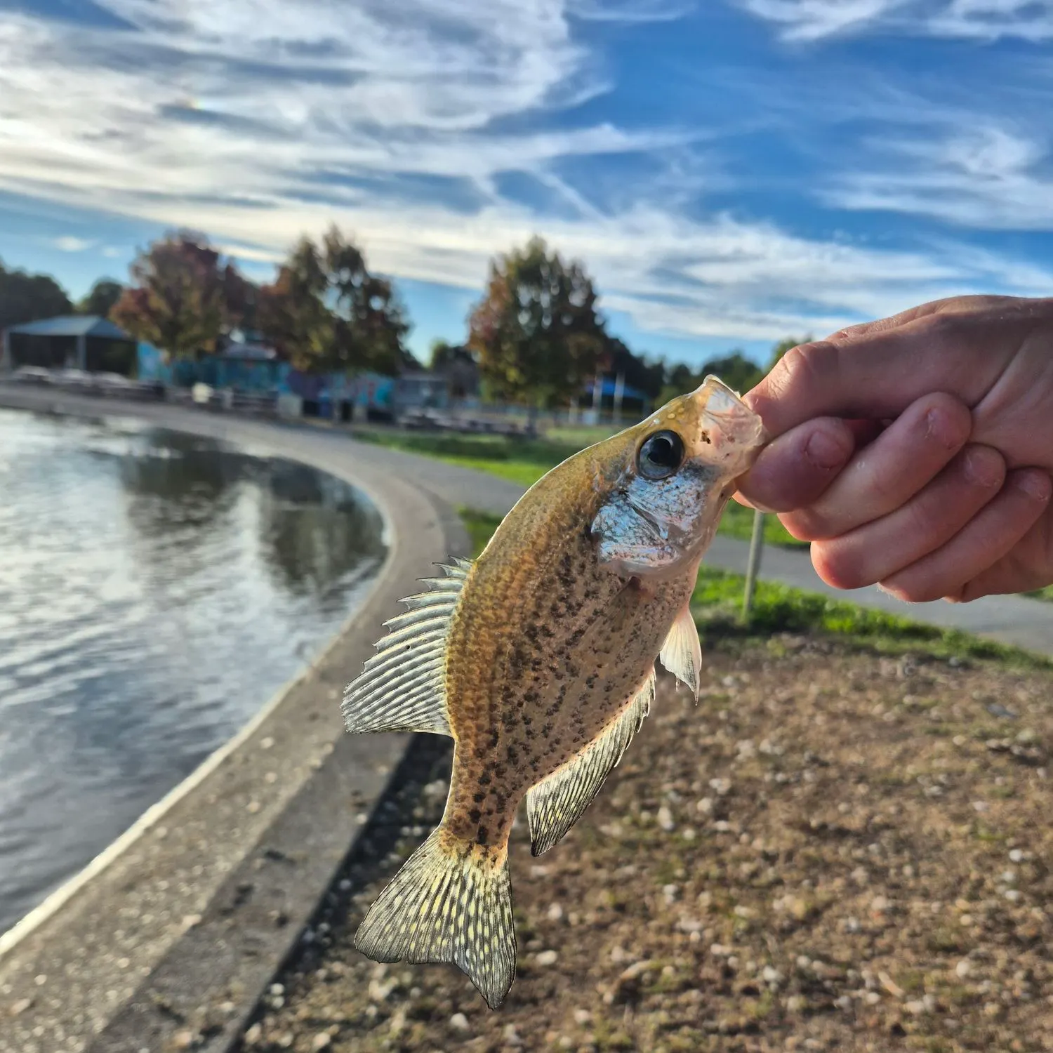 Black crappie caught on Fishbrain