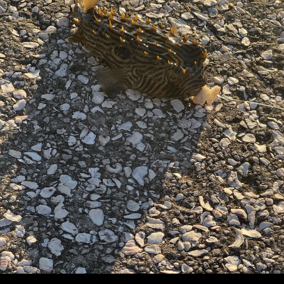 The most recent Spot-fin porcupinefish catches on Fishbrain