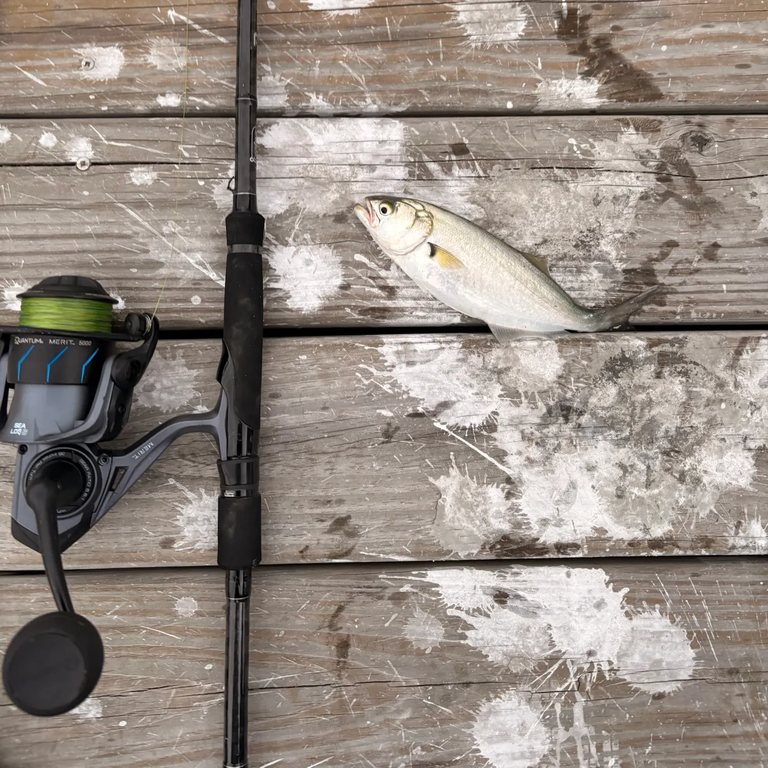 Bluefish caught on Fishbrain