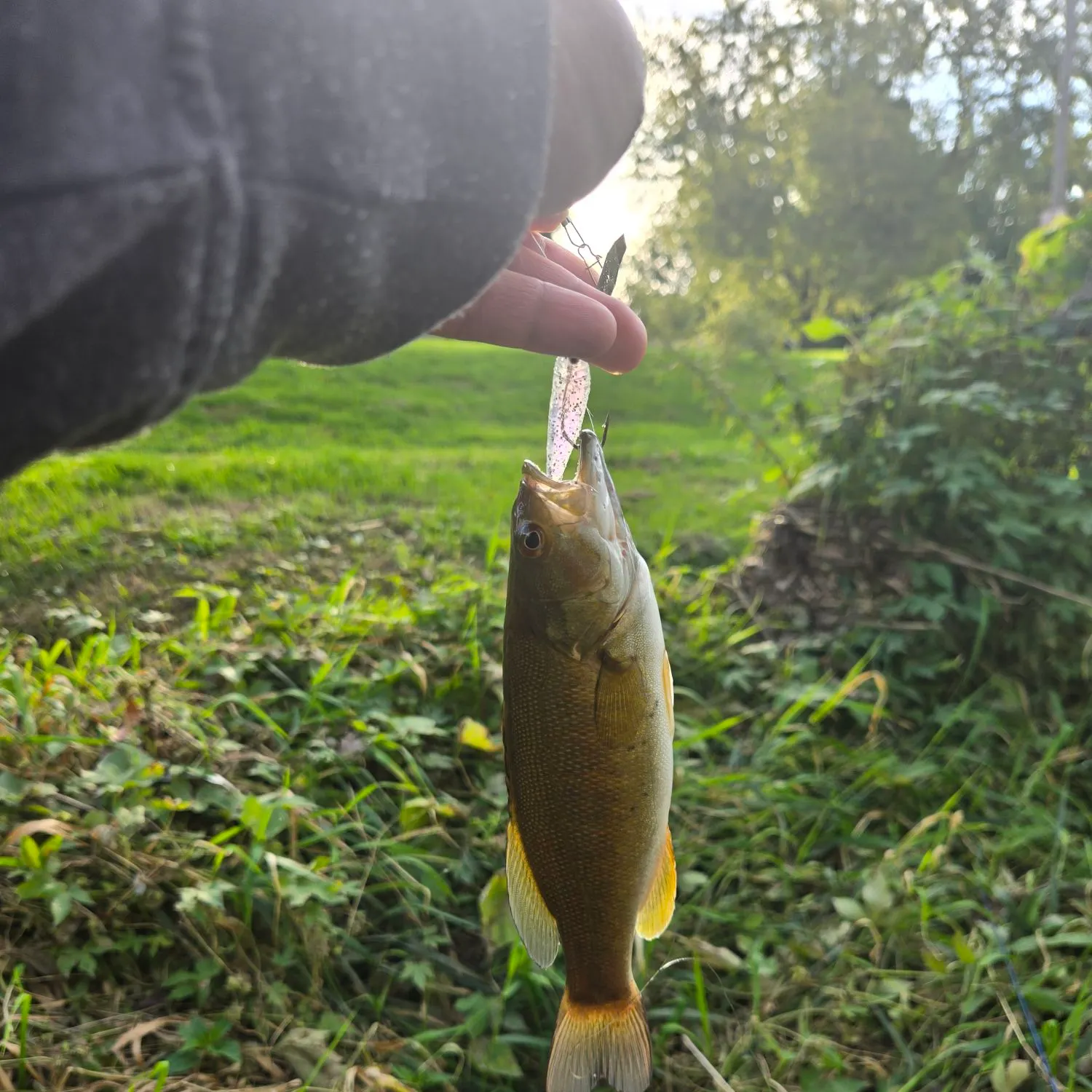 Smallmouth bass caught on Fishbrain