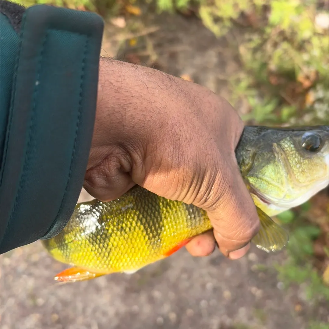 Yellow perch caught on Fishbrain