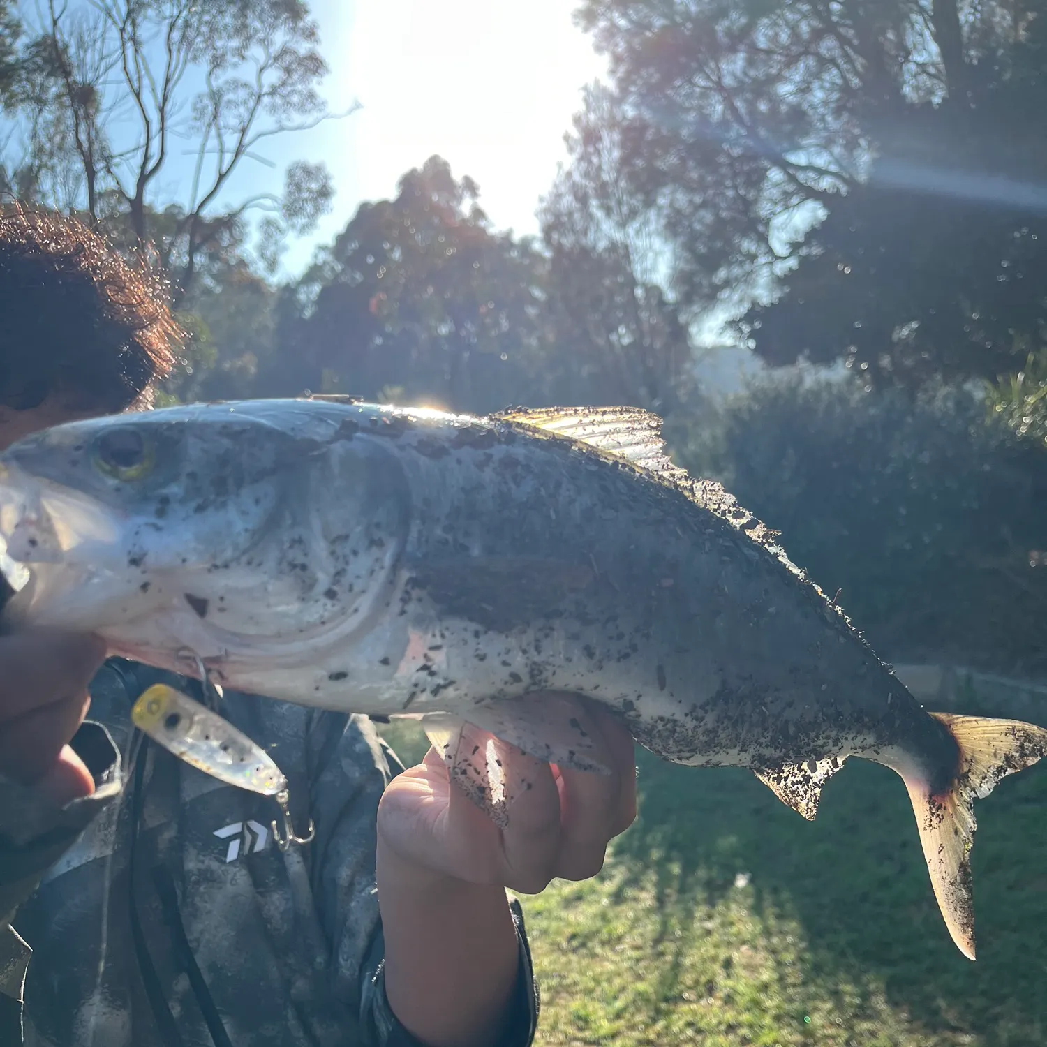 Eastern Australian salmon caught on Fishbrain