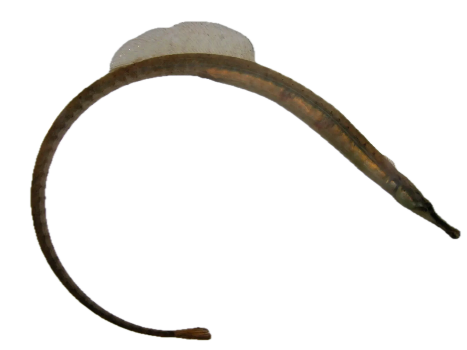 Northern pipefish