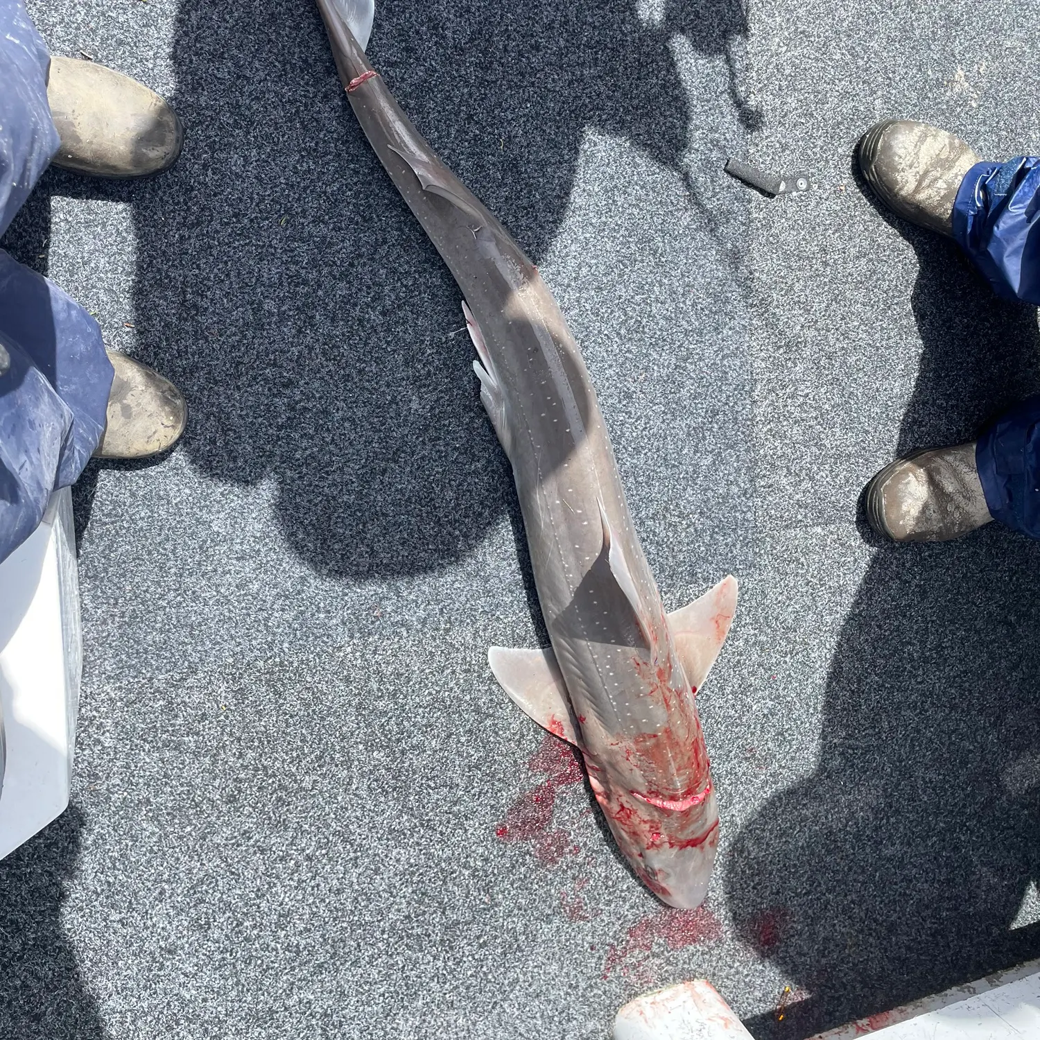 The most recent Gummy shark catches on Fishbrain