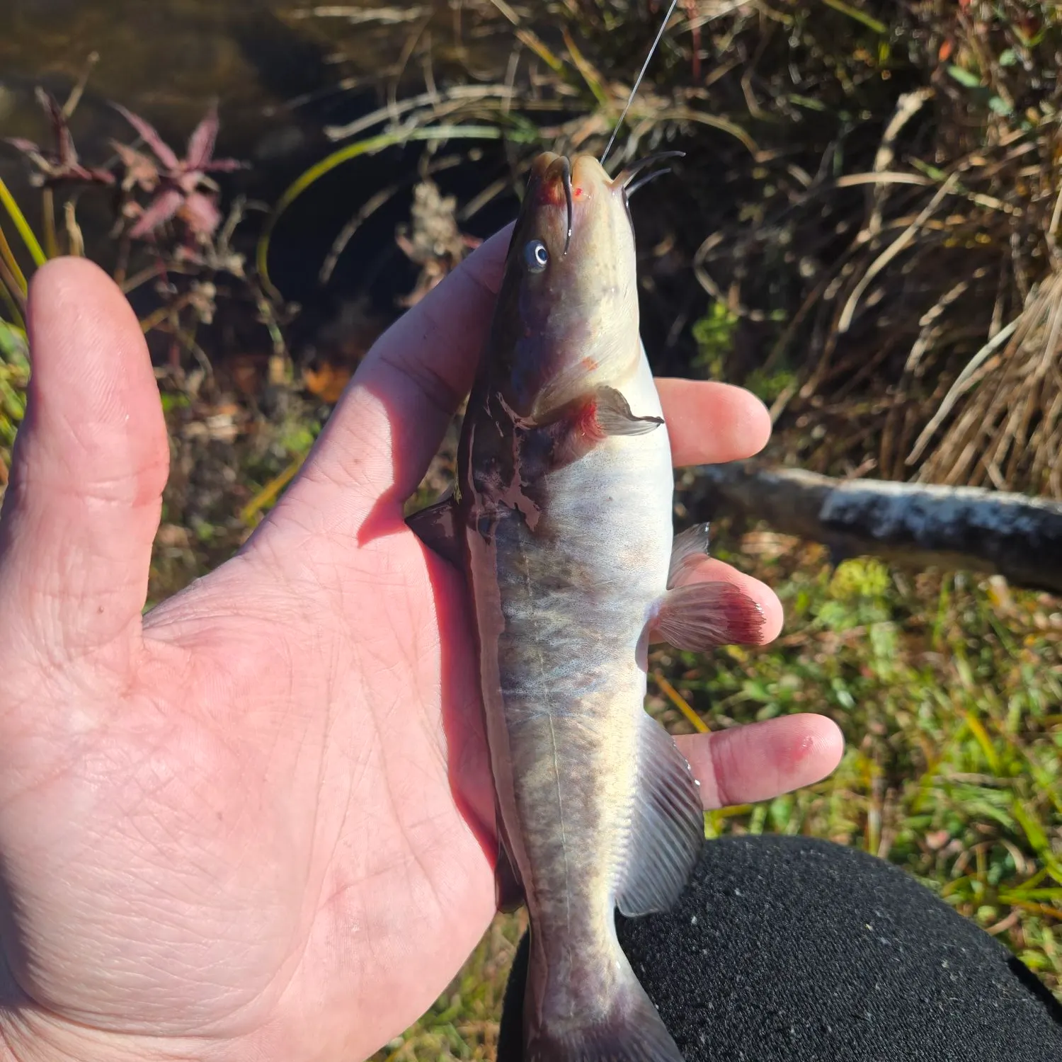 White bullhead caught on Fishbrain