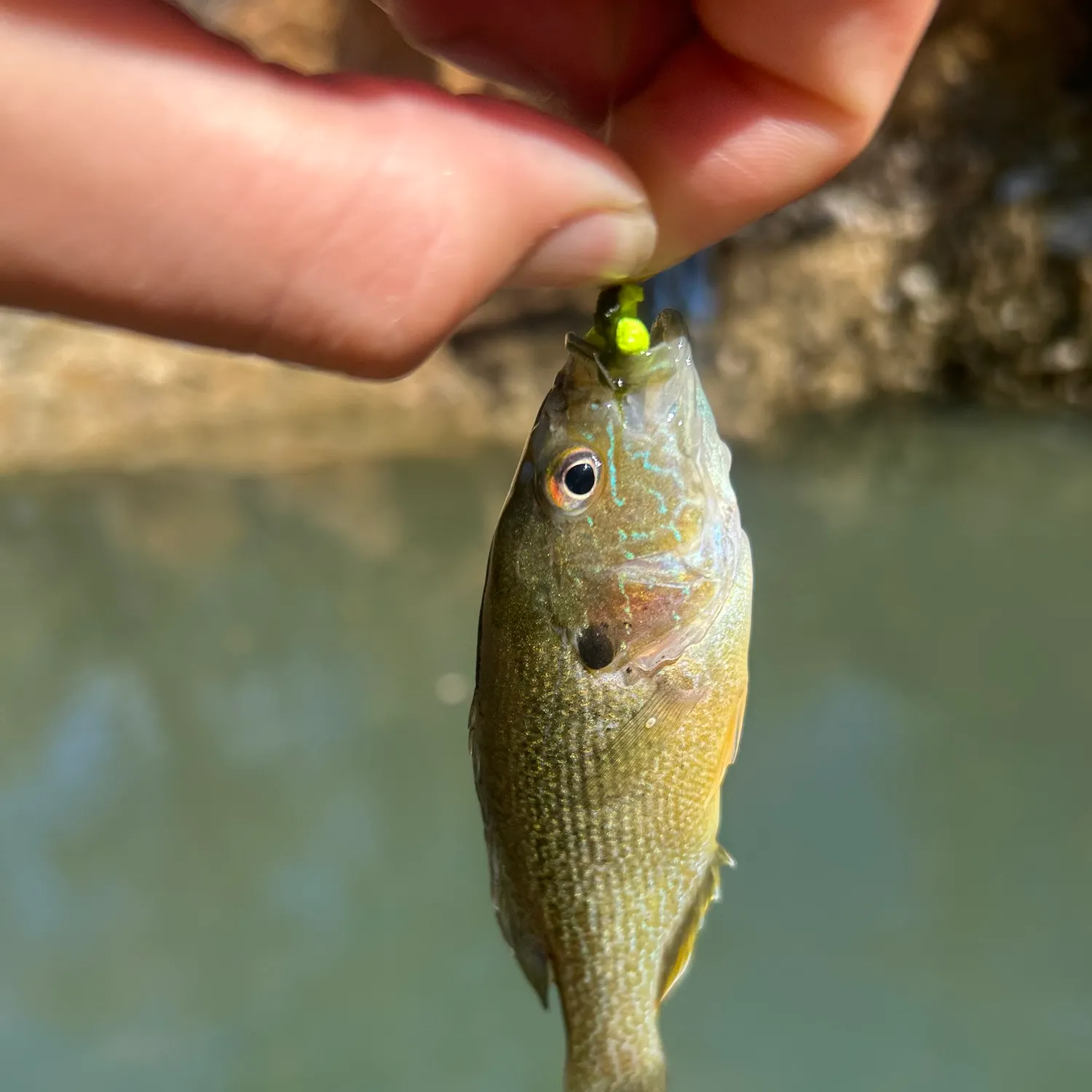 Green sunfish caught on Fishbrain