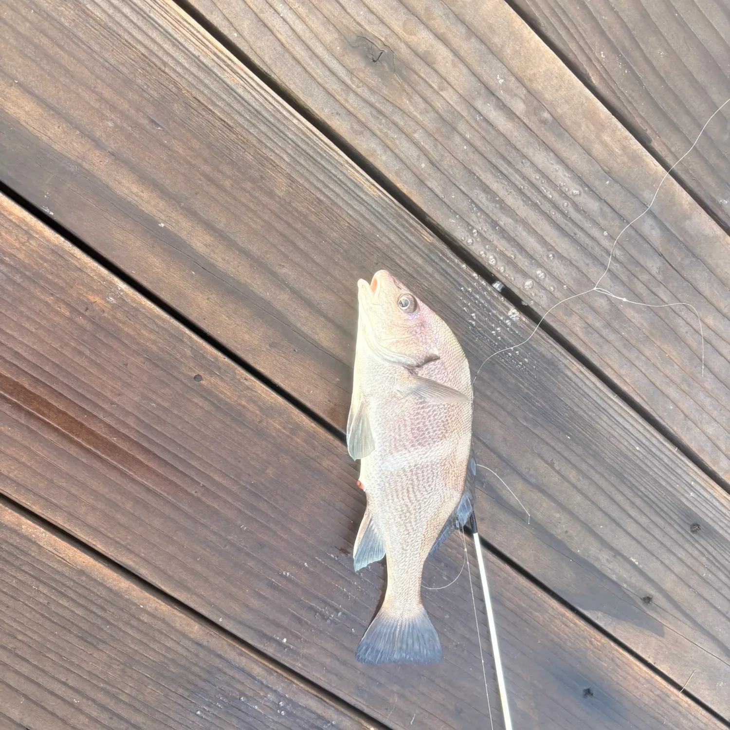 The most recent Black croaker catches on Fishbrain