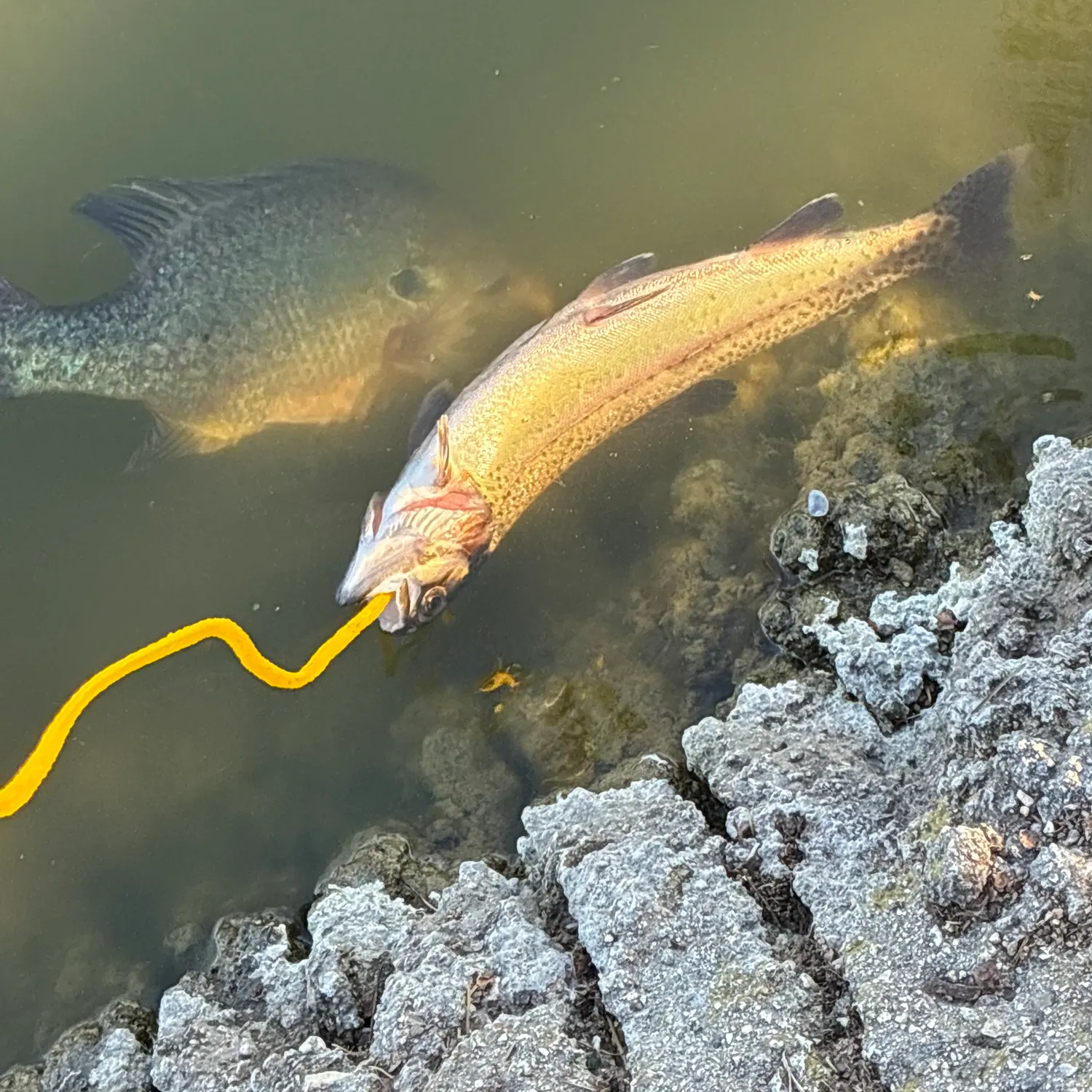 The most recent Bluegill catches on Fishbrain