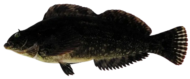 Hexagrammos agrammus