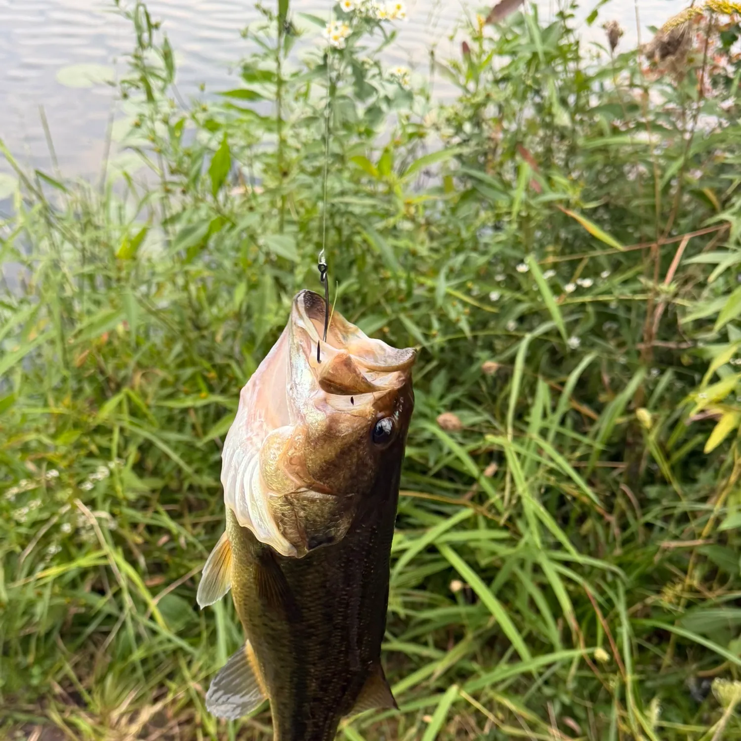 Largemouth bass caught on Fishbrain