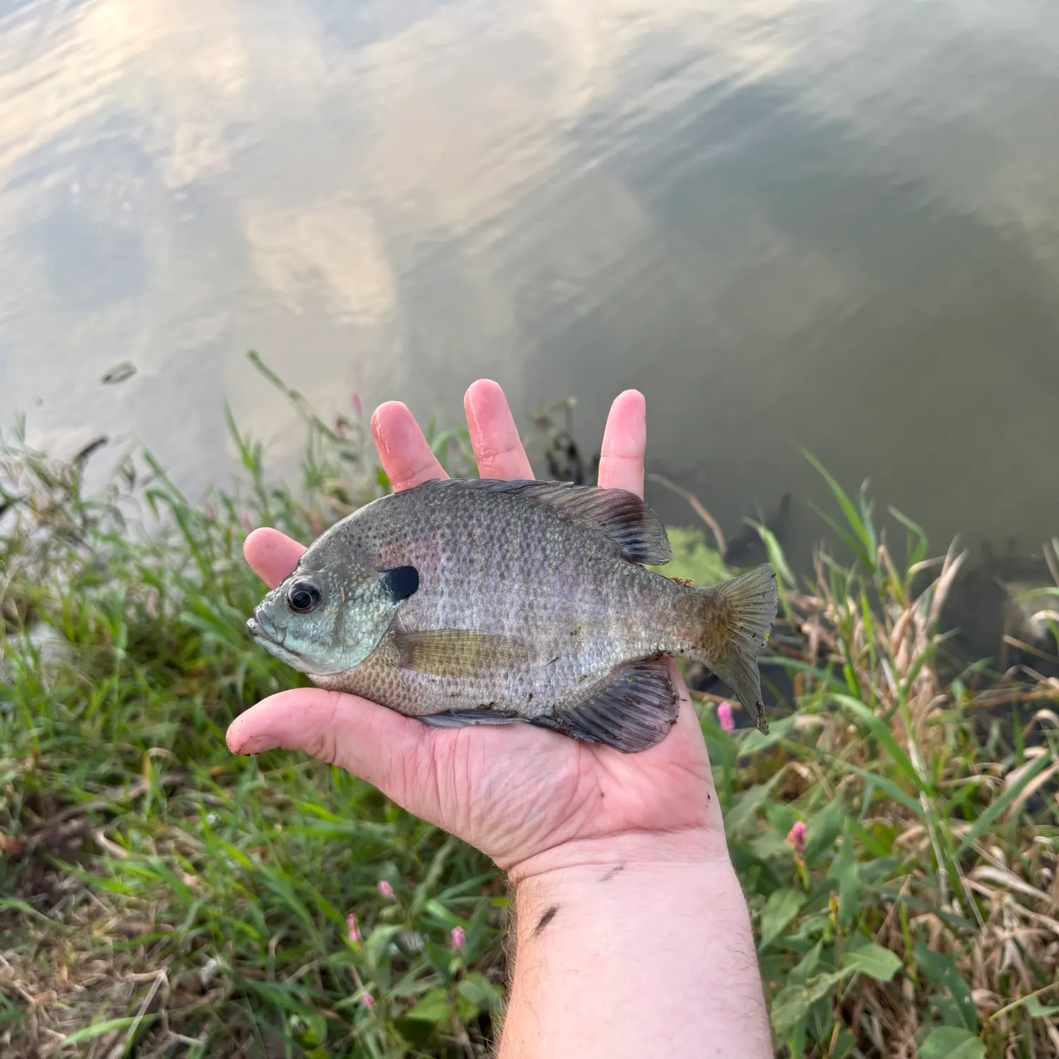 Bluegill caught on Fishbrain