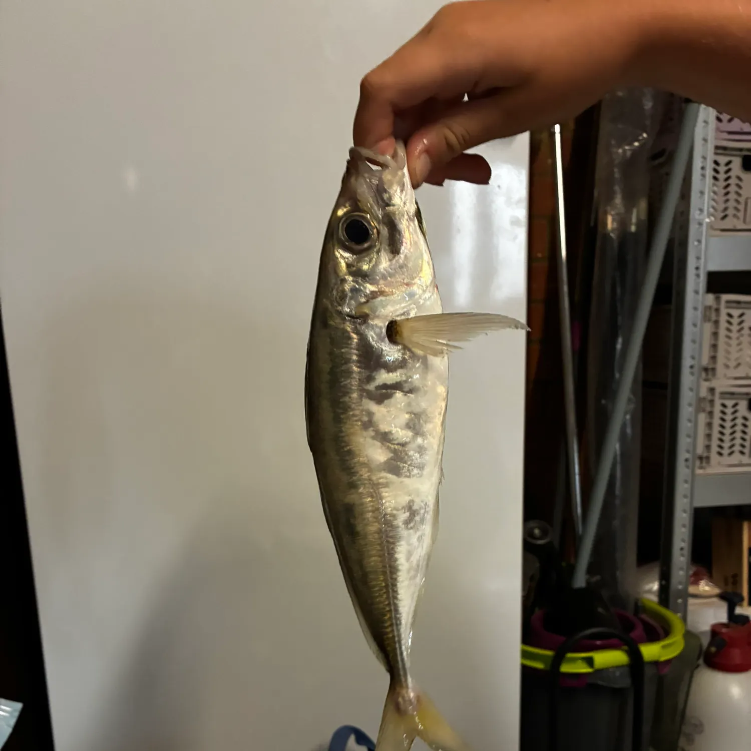 The most recent Mackerel scad catches on Fishbrain