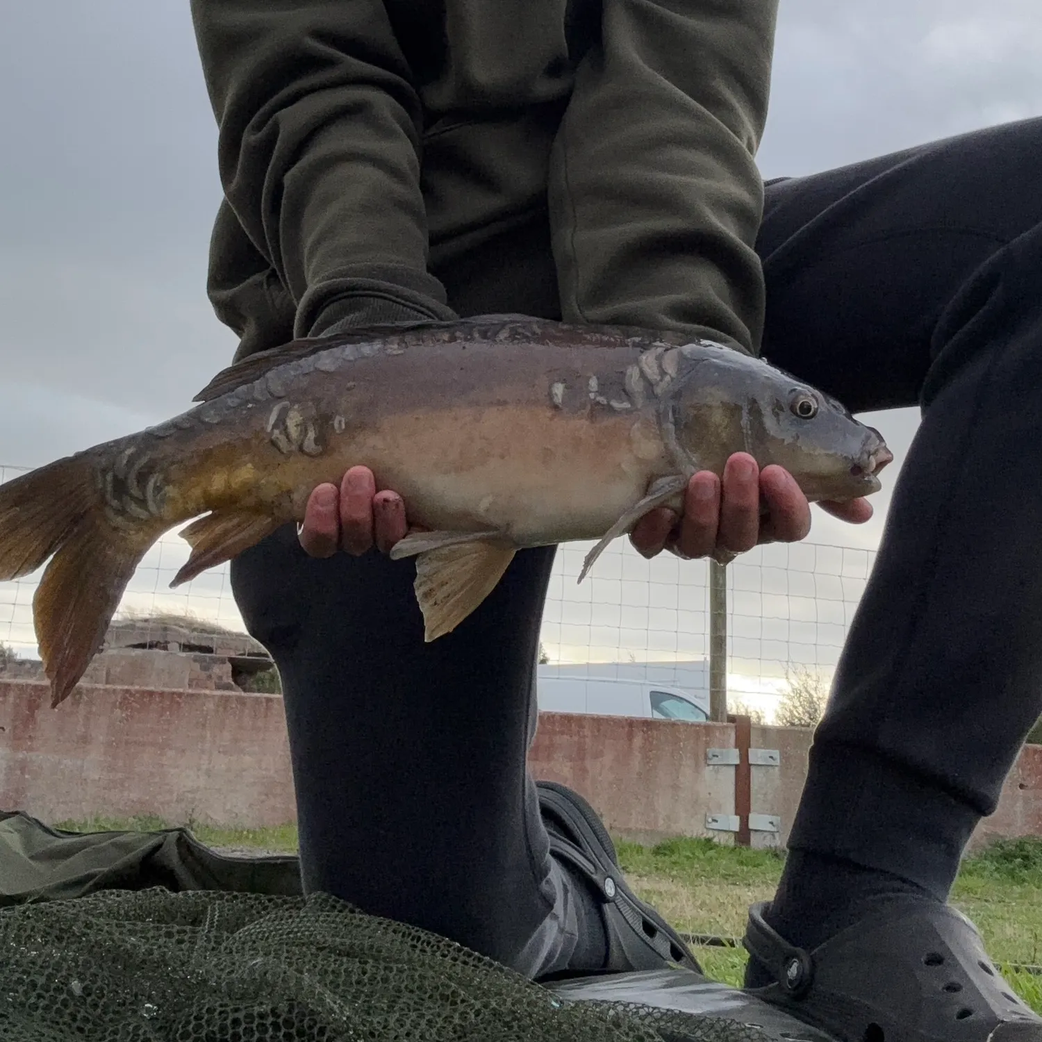 Mirror carp caught on Fishbrain