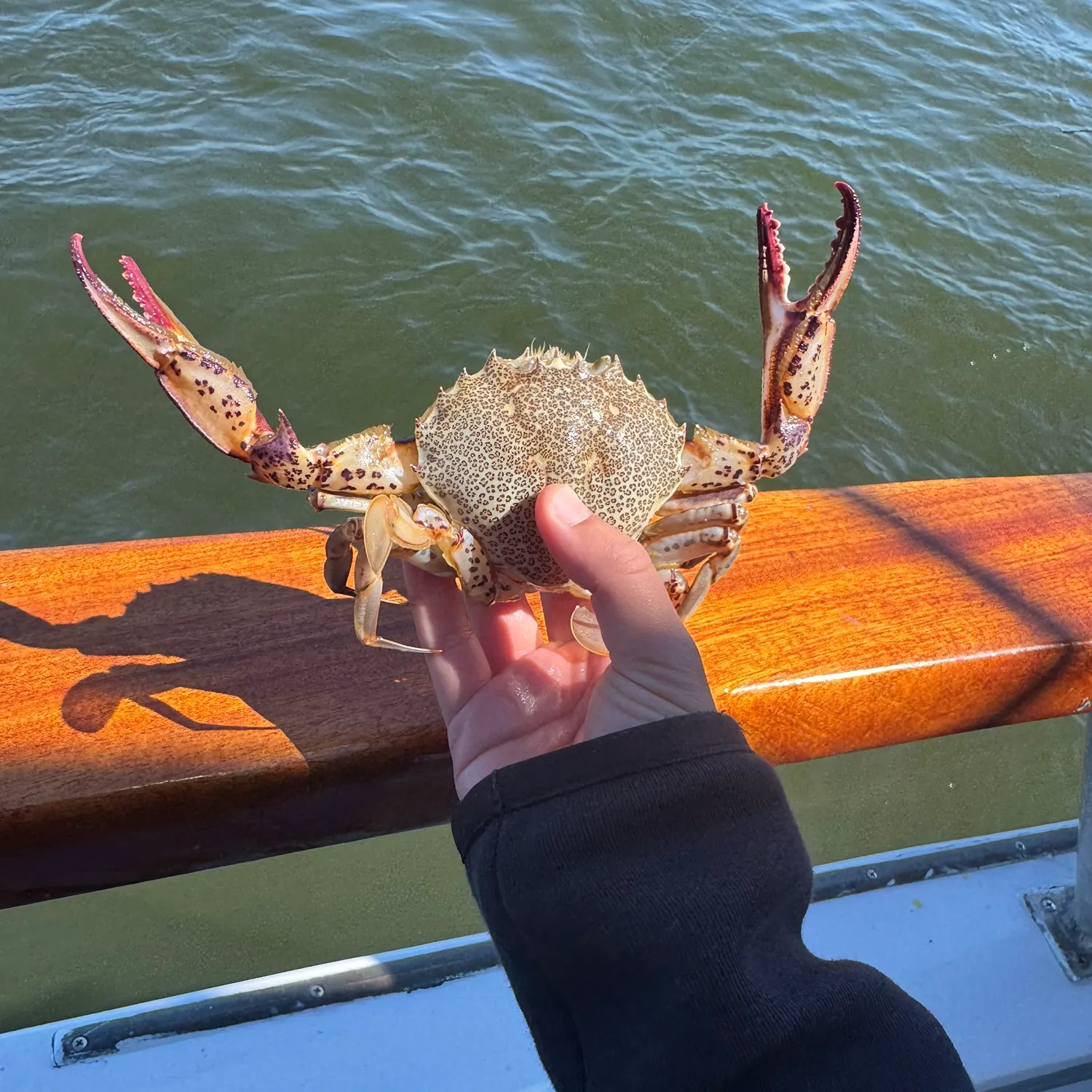 The most recent Jonah crab catches on Fishbrain