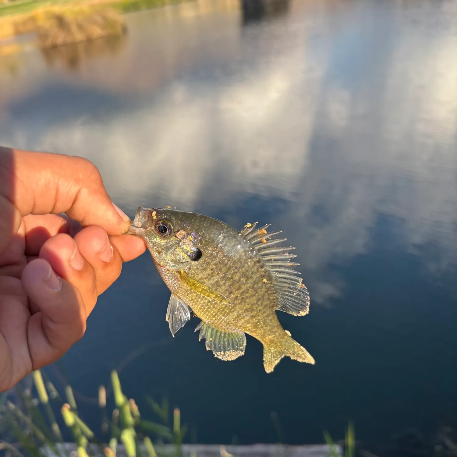 Bluegill caught on Fishbrain