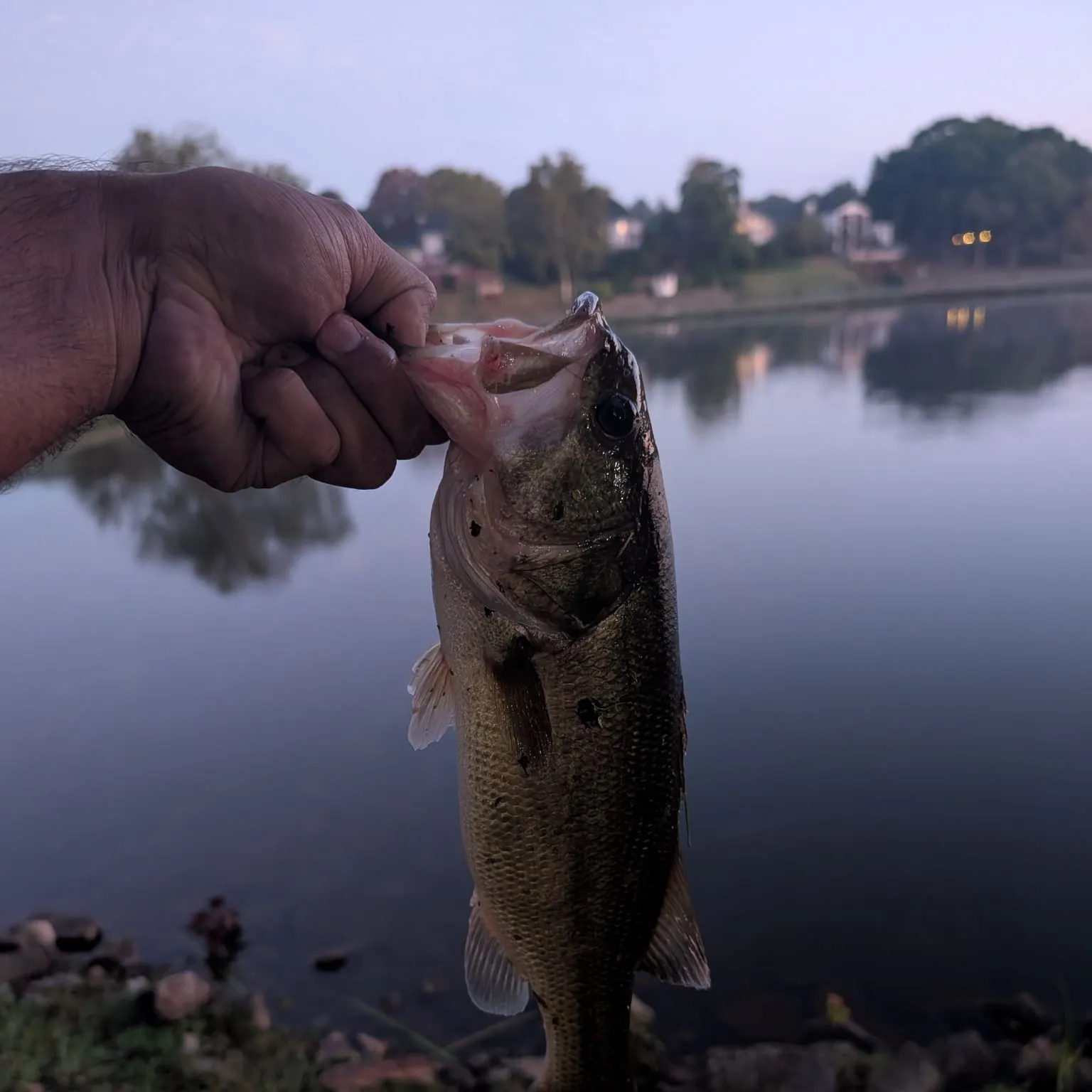 Largemouth bass caught on Fishbrain
