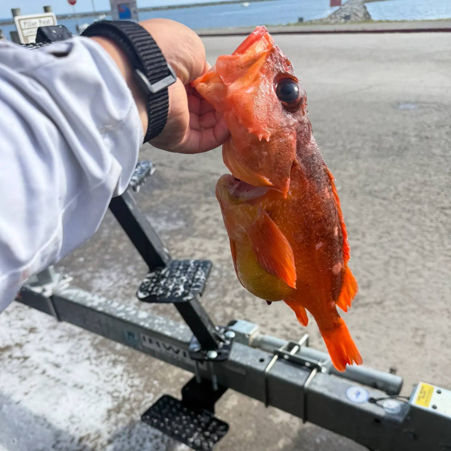 The most recent Starry rockfish catches on Fishbrain