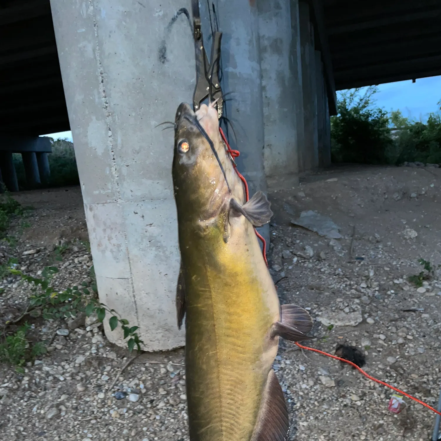 Channel catfish caught on Fishbrain