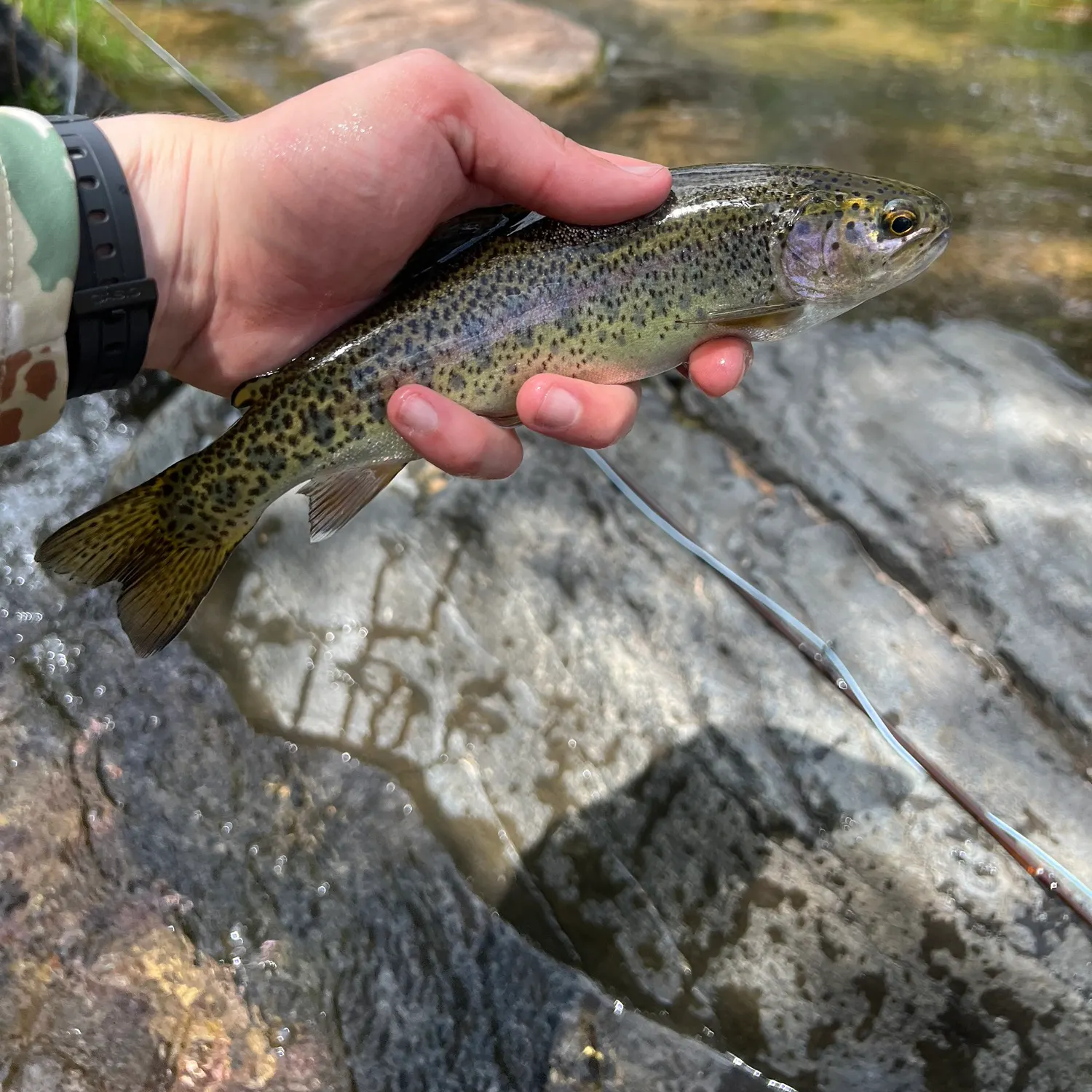 recently logged catches