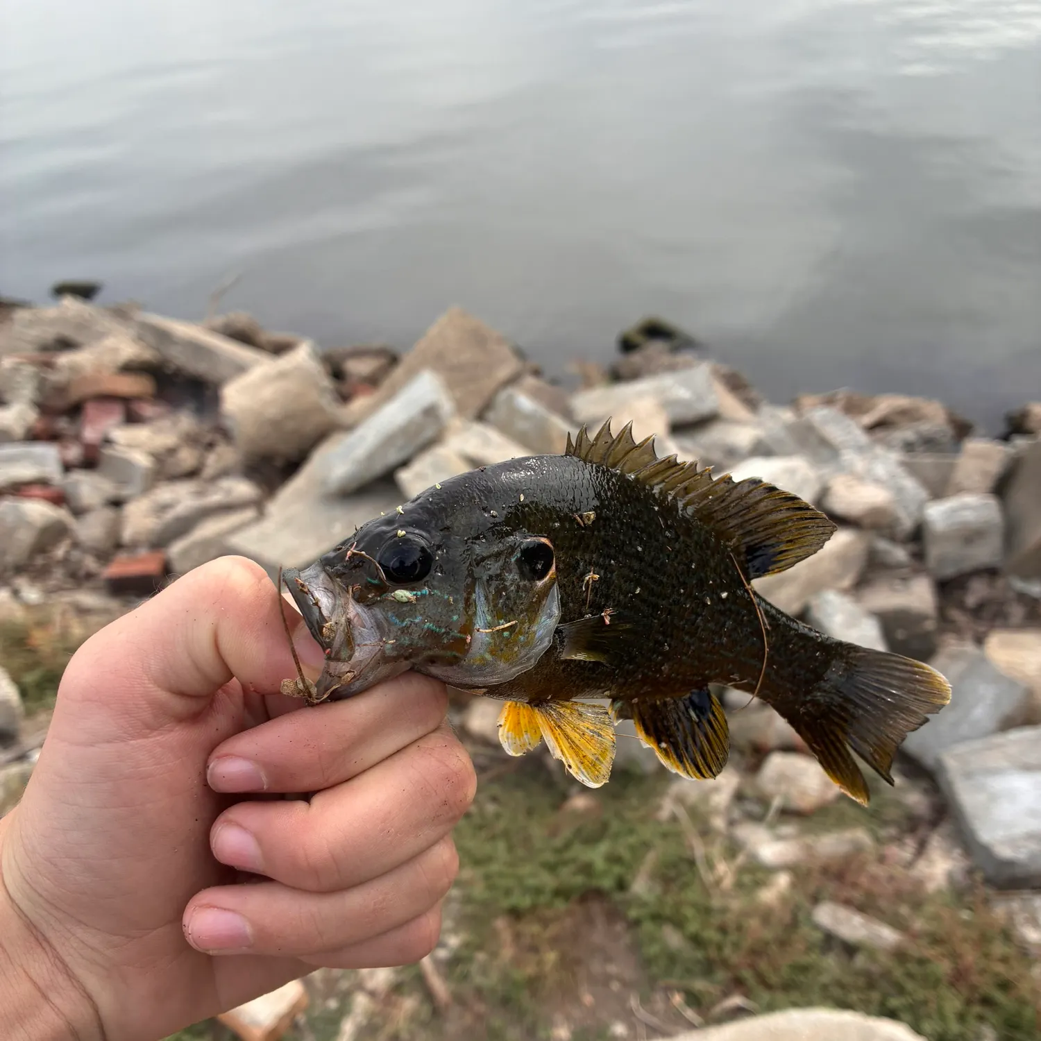Bluegill caught on Fishbrain