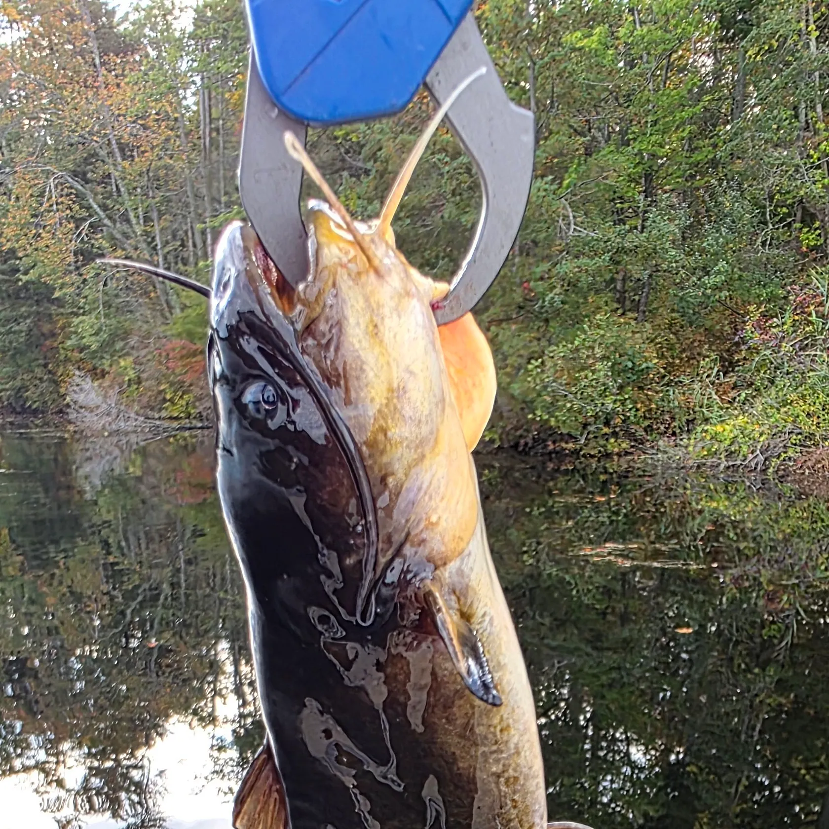 Black bullhead caught on Fishbrain