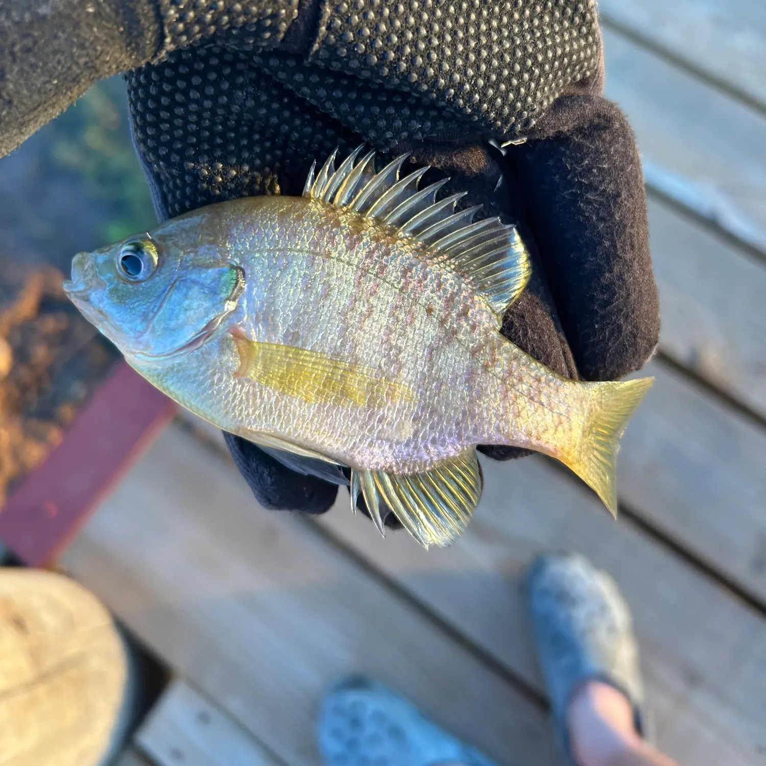 The most recent Coppernose bluegill catches on Fishbrain