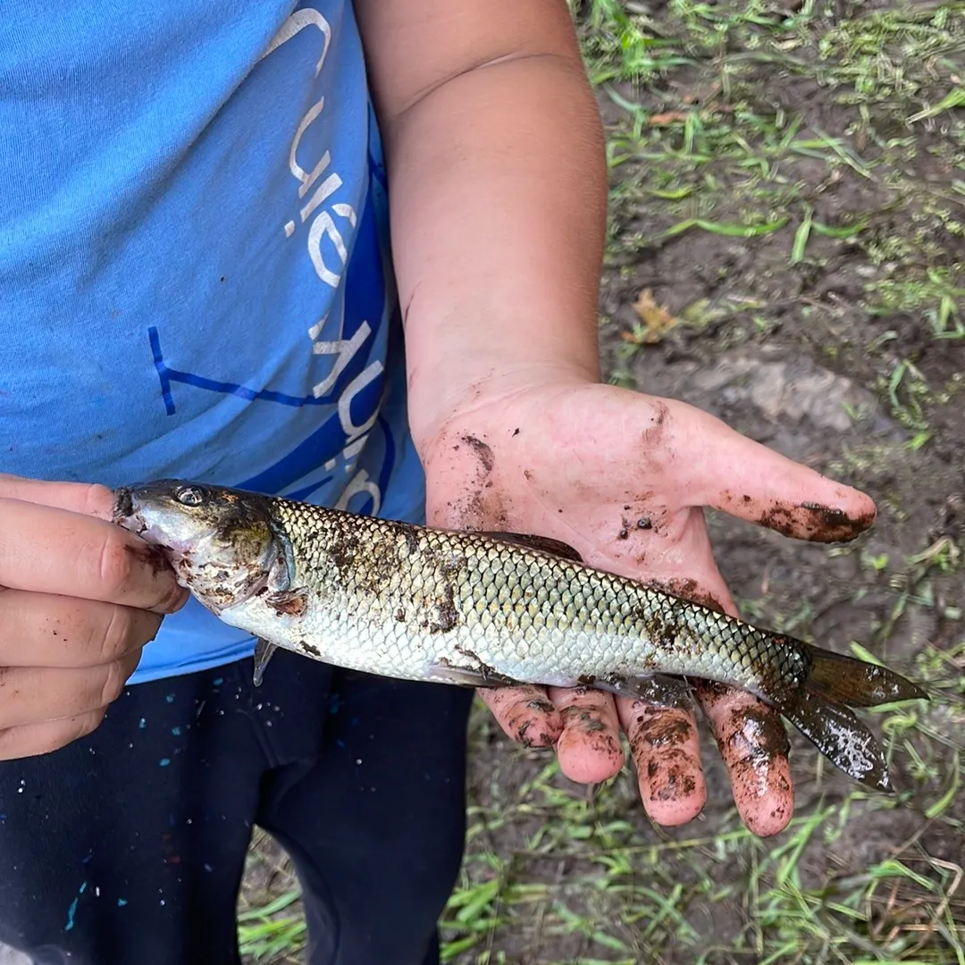 Fallfish caught on Fishbrain