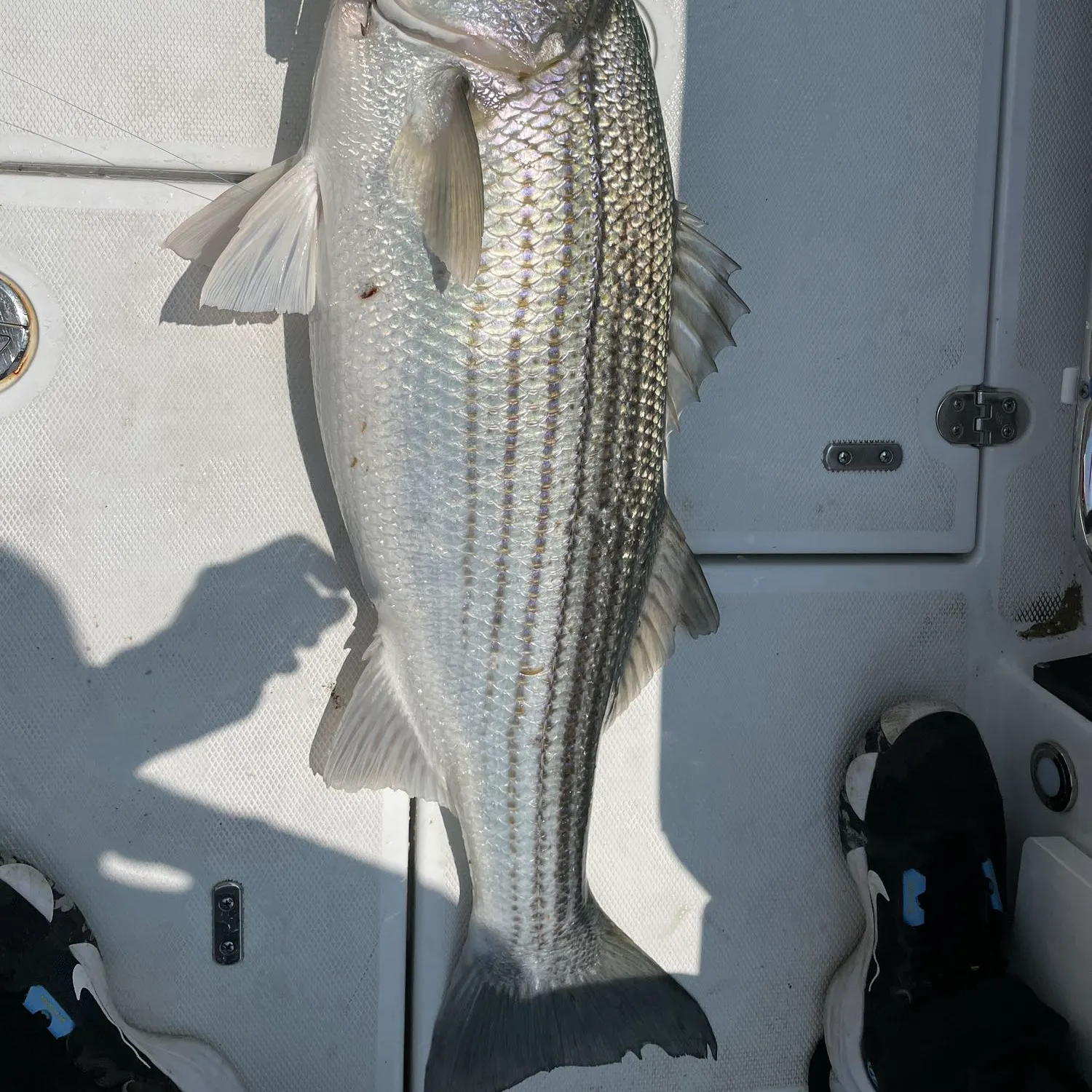 angler catch