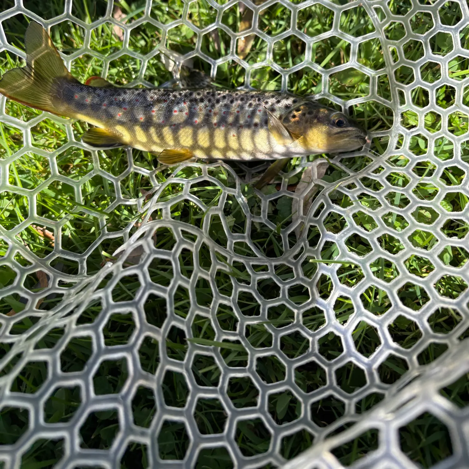 Brown trout caught on Fishbrain