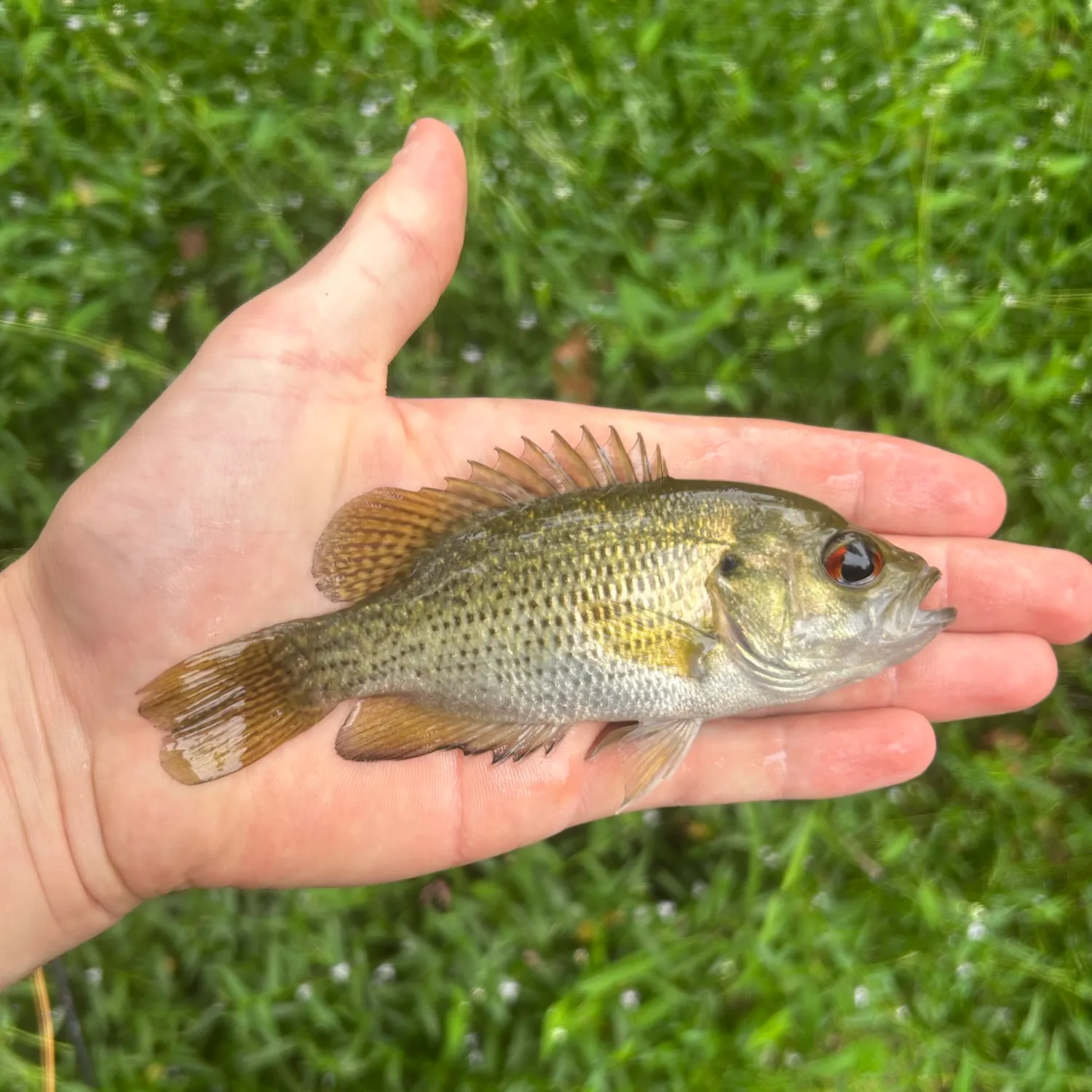 Rock bass caught on Fishbrain