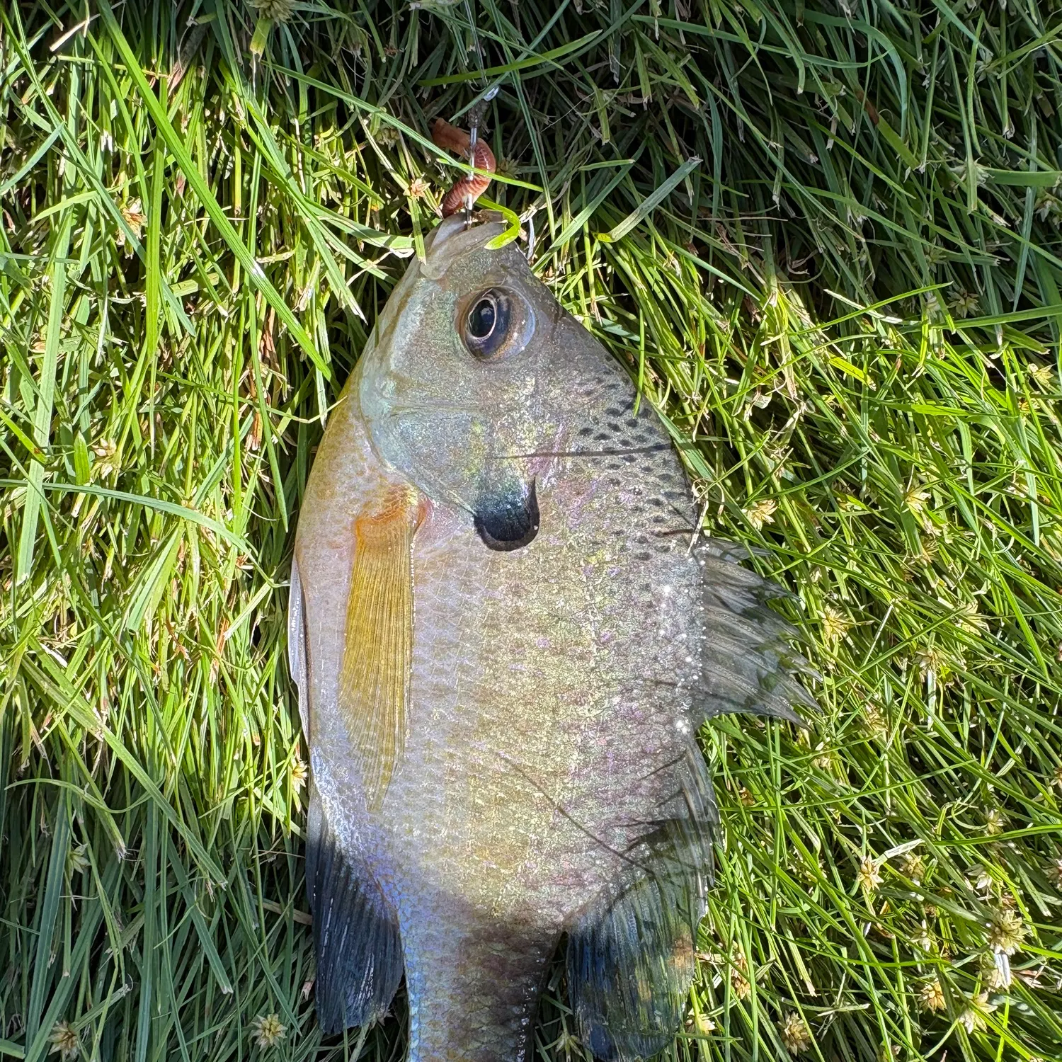 Bluegill caught on Fishbrain