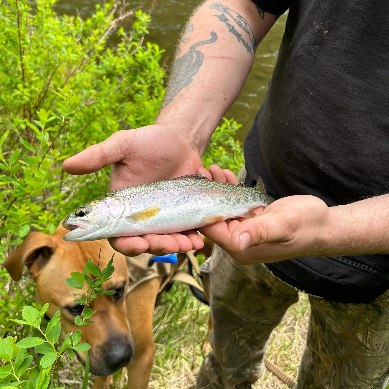 recently logged catches