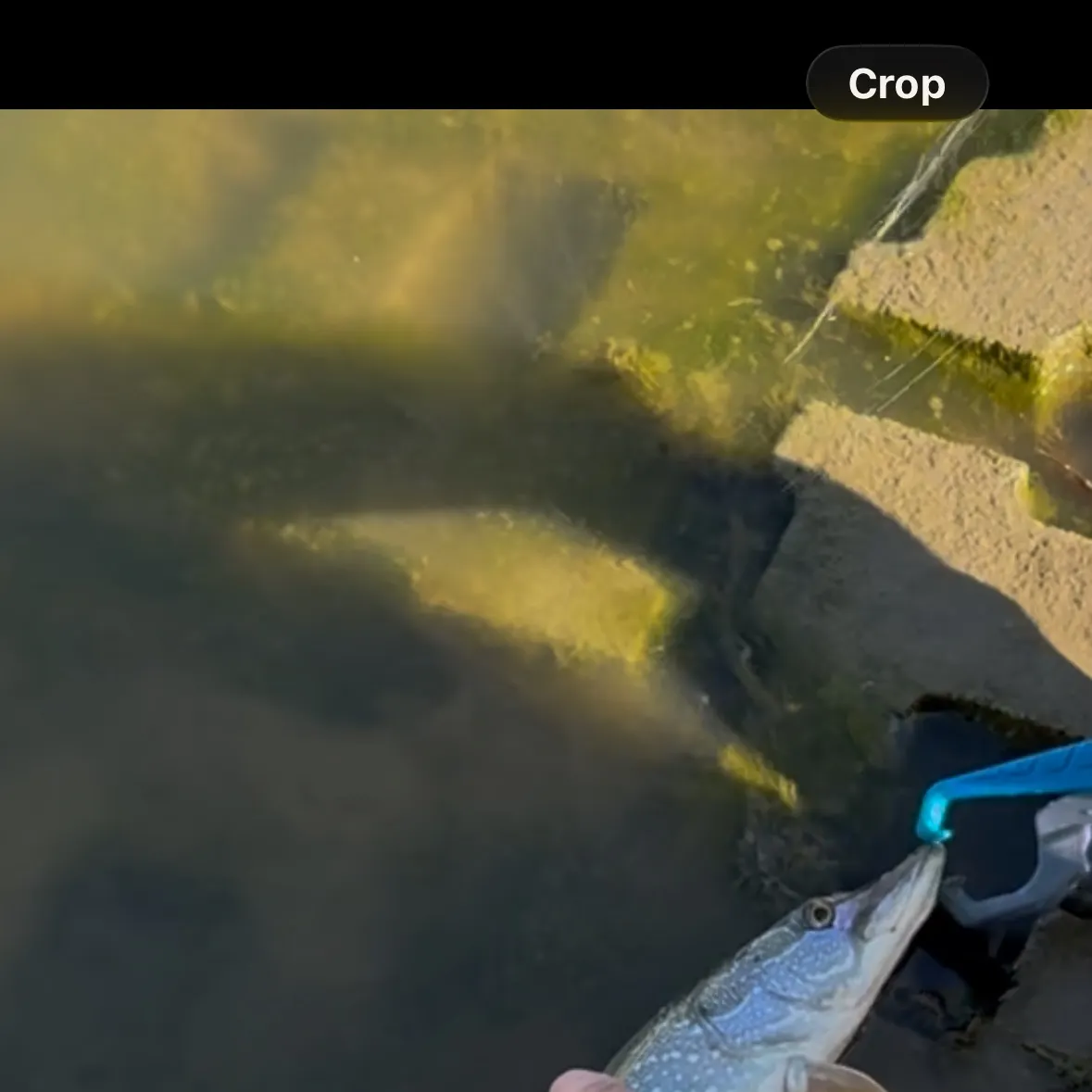 Northern pike caught on Fishbrain