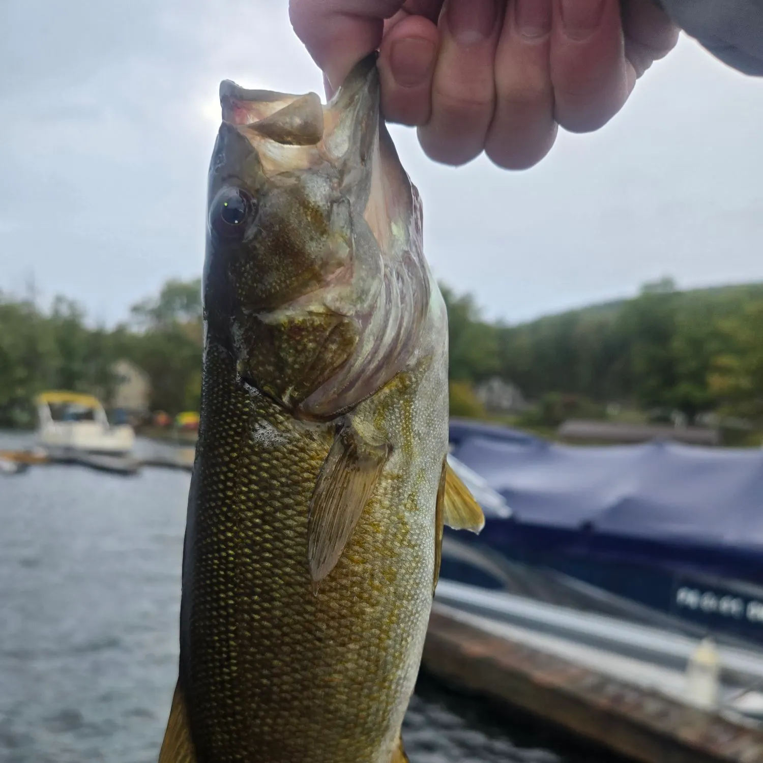Smallmouth bass caught on Fishbrain