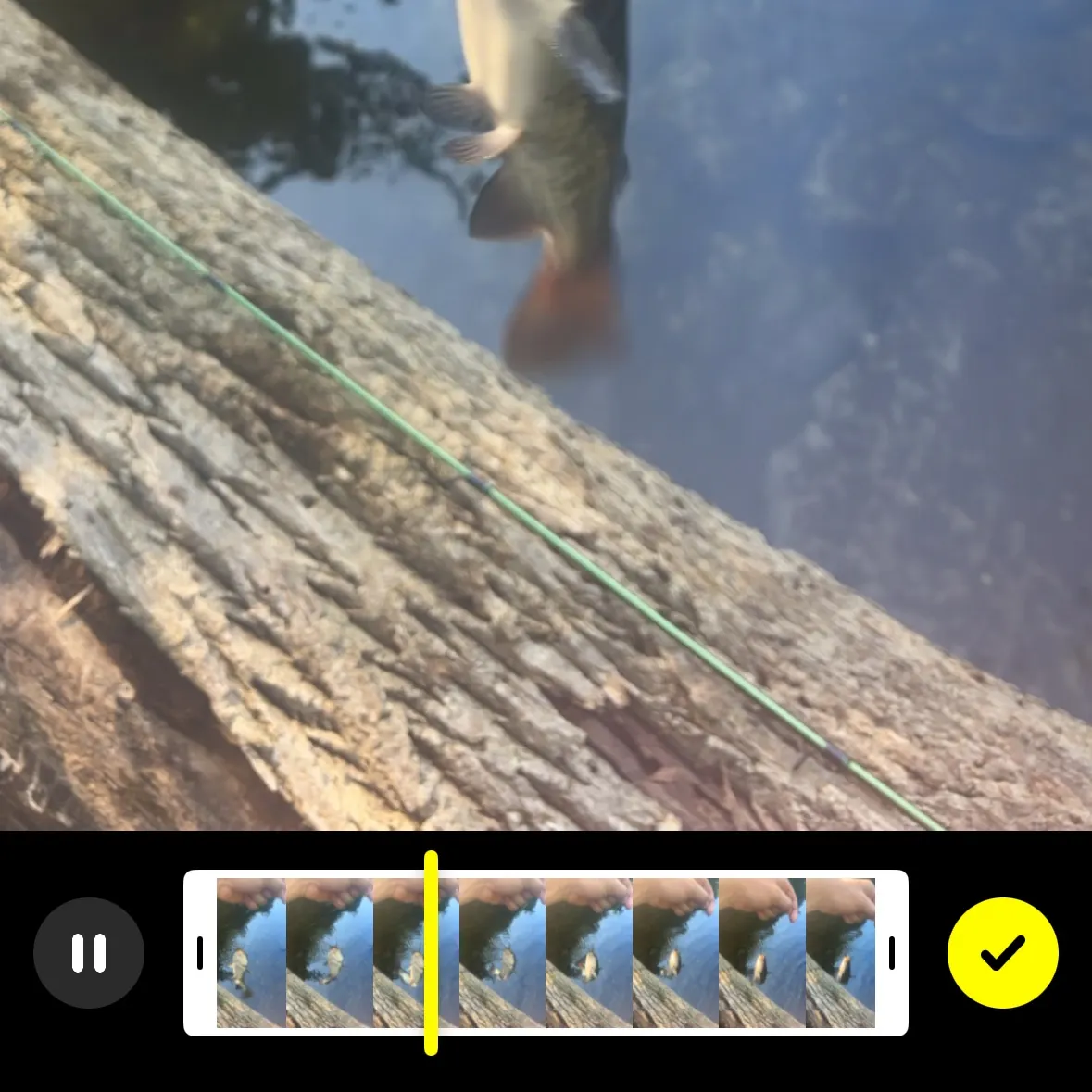 recently logged catches
