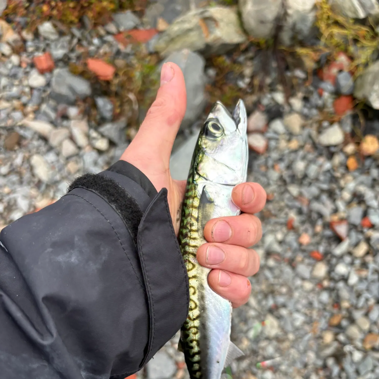 Atlantic mackerel caught on Fishbrain