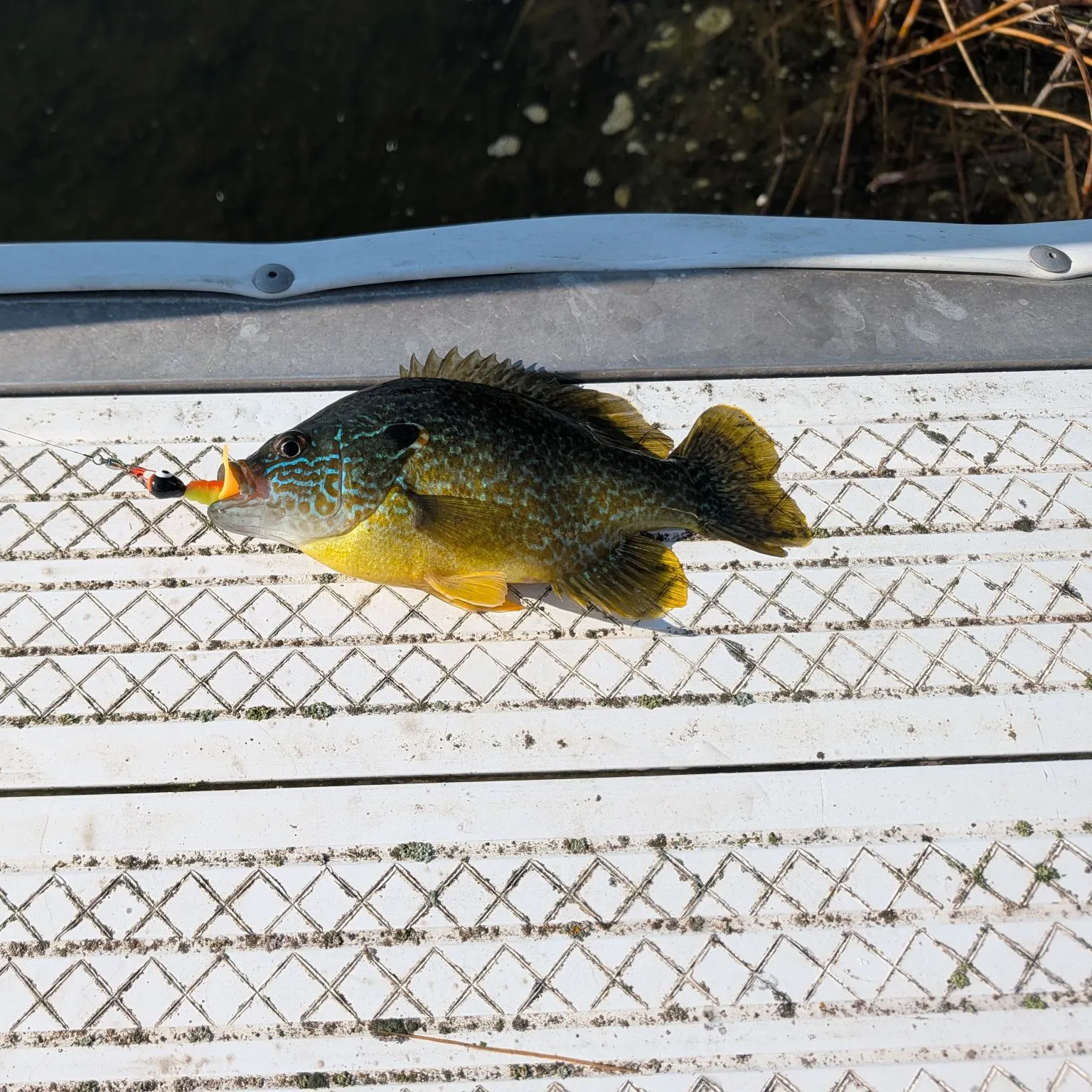 Pumpkinseed caught on Fishbrain