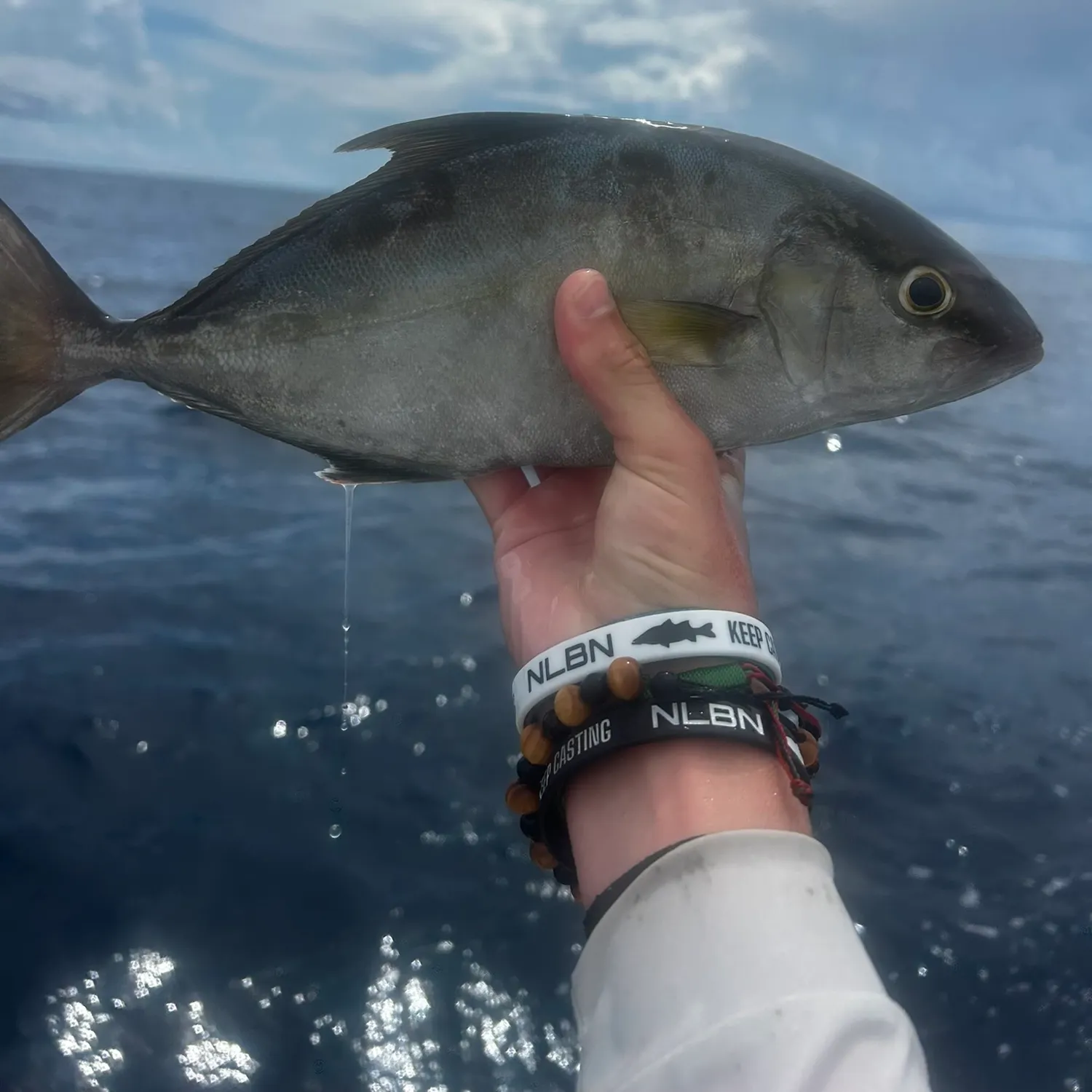 The most recent Almaco jack catches on Fishbrain