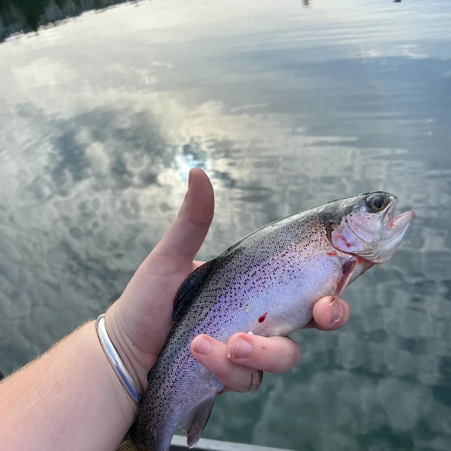 Rainbow trout caught on Fishbrain