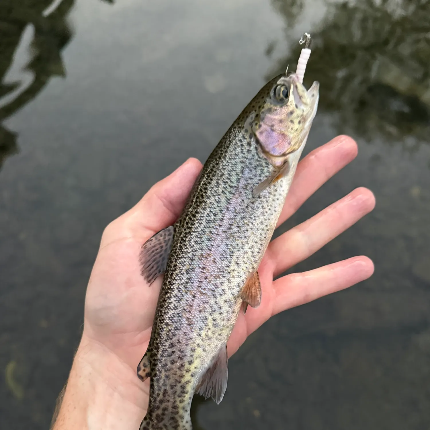 Rainbow trout caught on Fishbrain