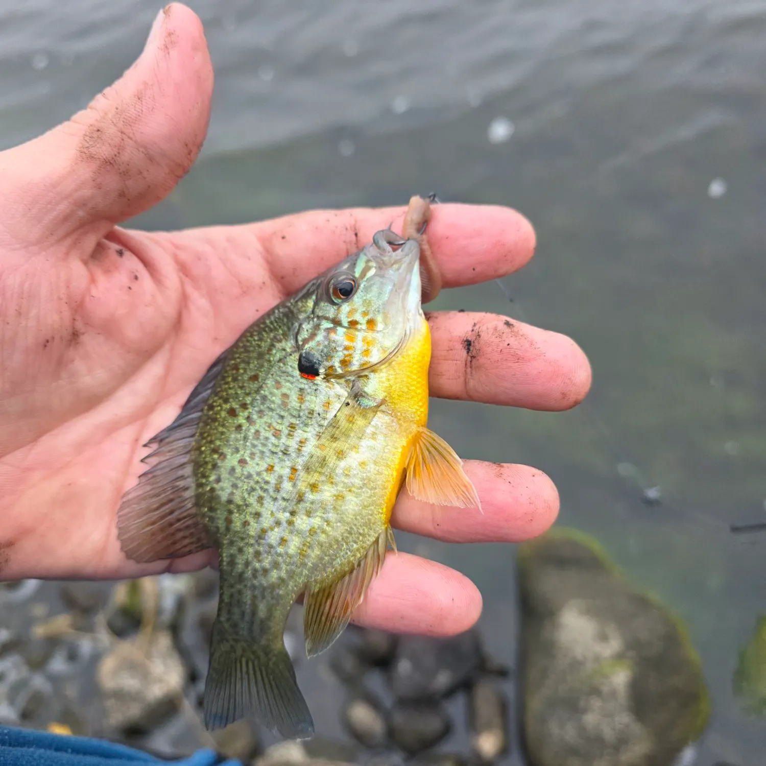 Pumpkinseed caught on Fishbrain