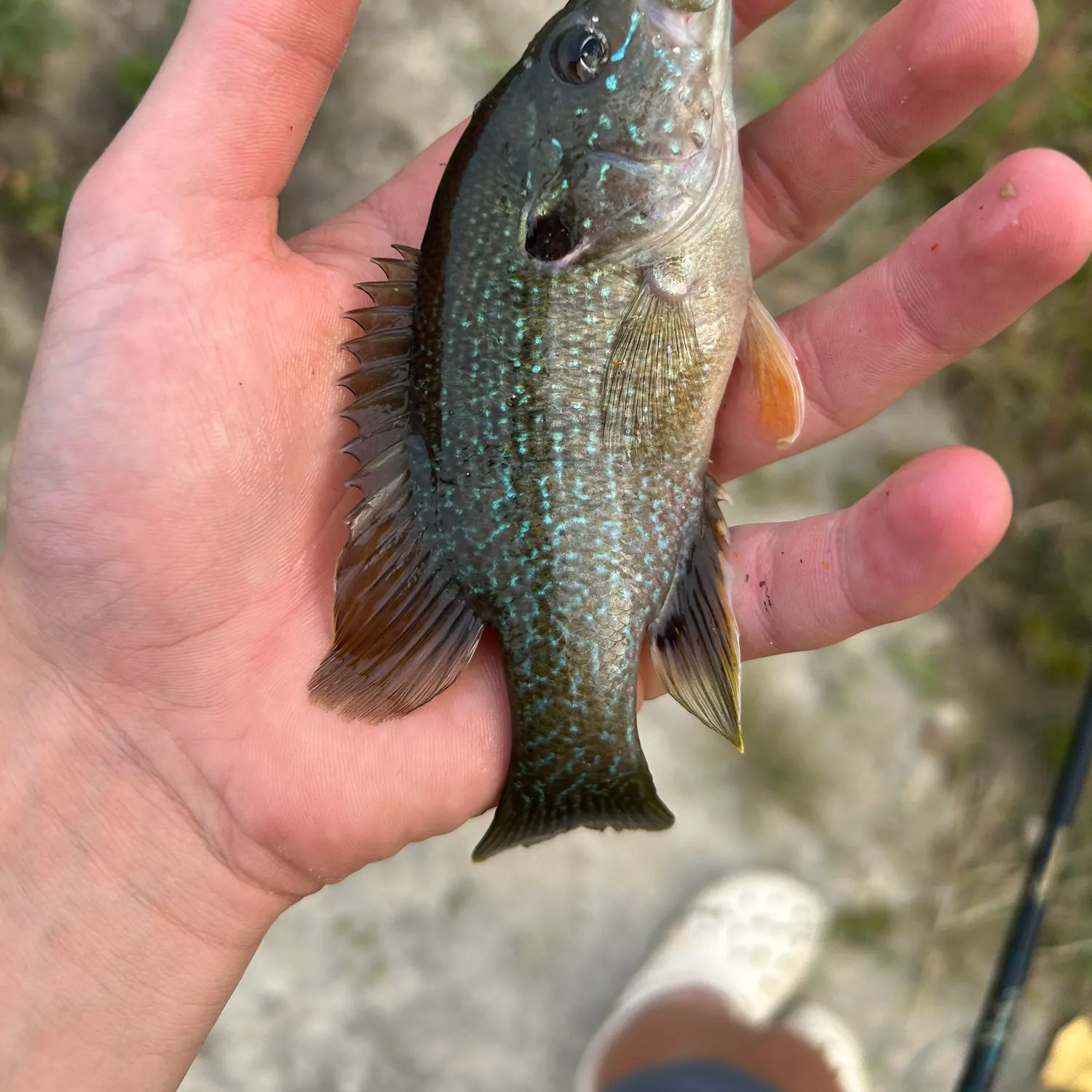 Green sunfish caught on Fishbrain